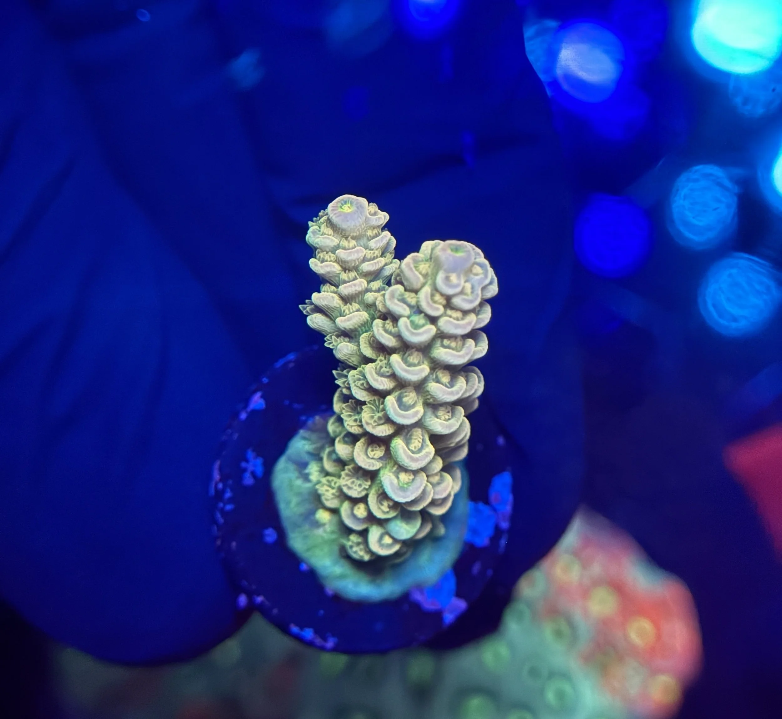 Acropora Frag 008 $30.jpg