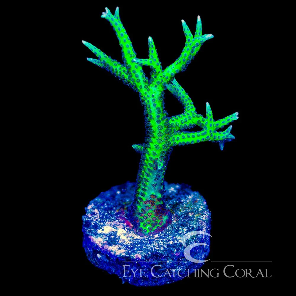 ECC Ponape Birdsnest Frag — Special Order [AC1196]