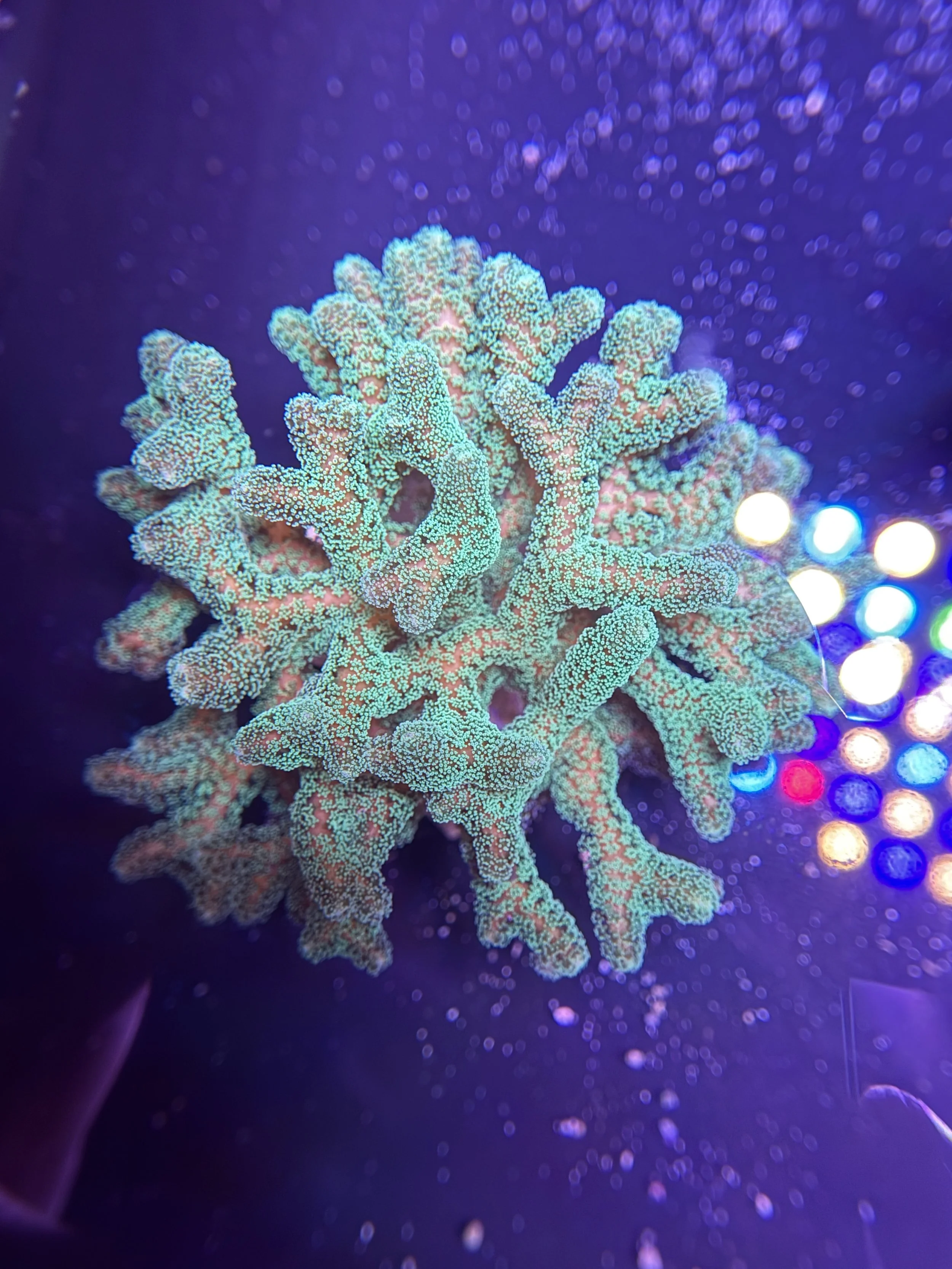 Birdsnest Seriatopora Colony