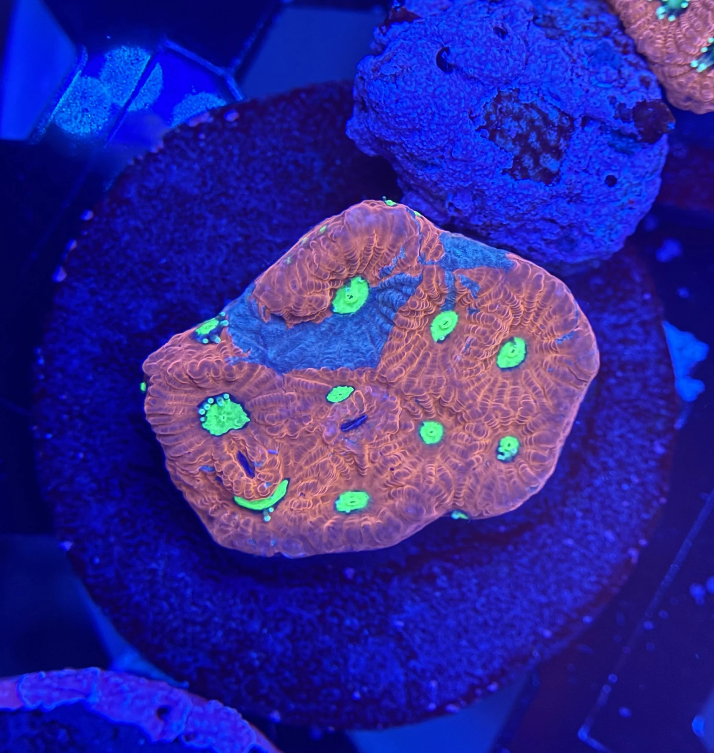 War Coral Frag 002