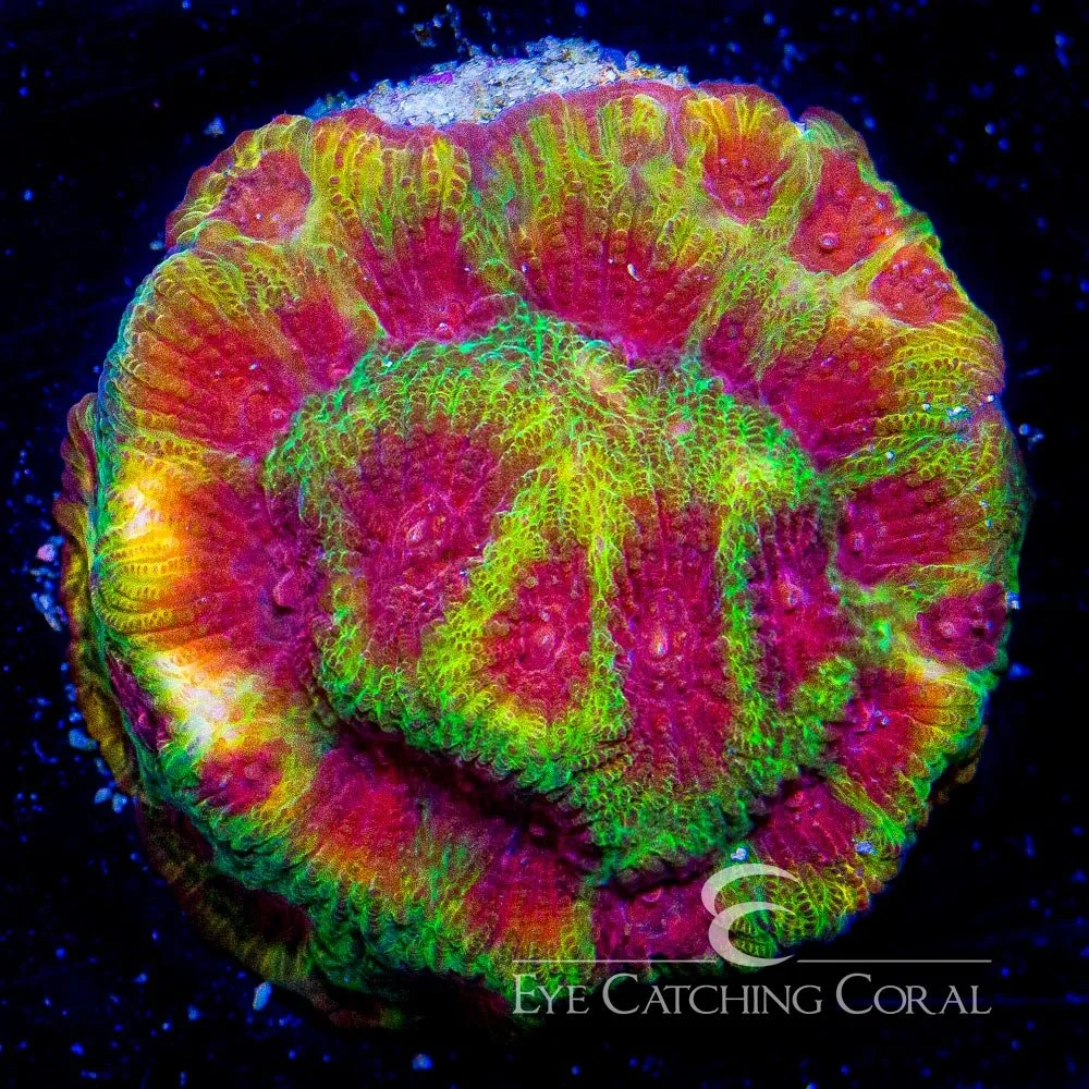 ECC Lemon Fever Favia Frag — Special Order [AC330]