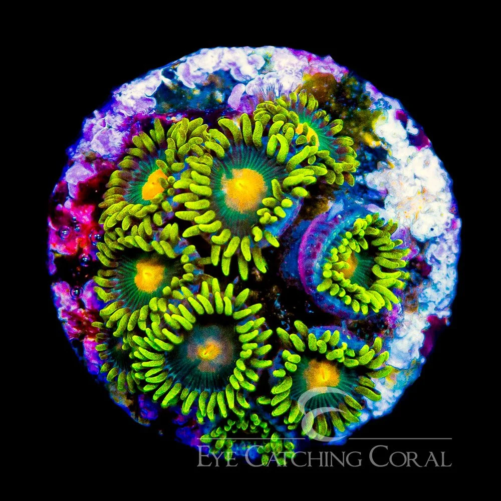 ECC Green Bay Packers Zoanthid Frag (4+Polyp Average) — Special Order [AC995]