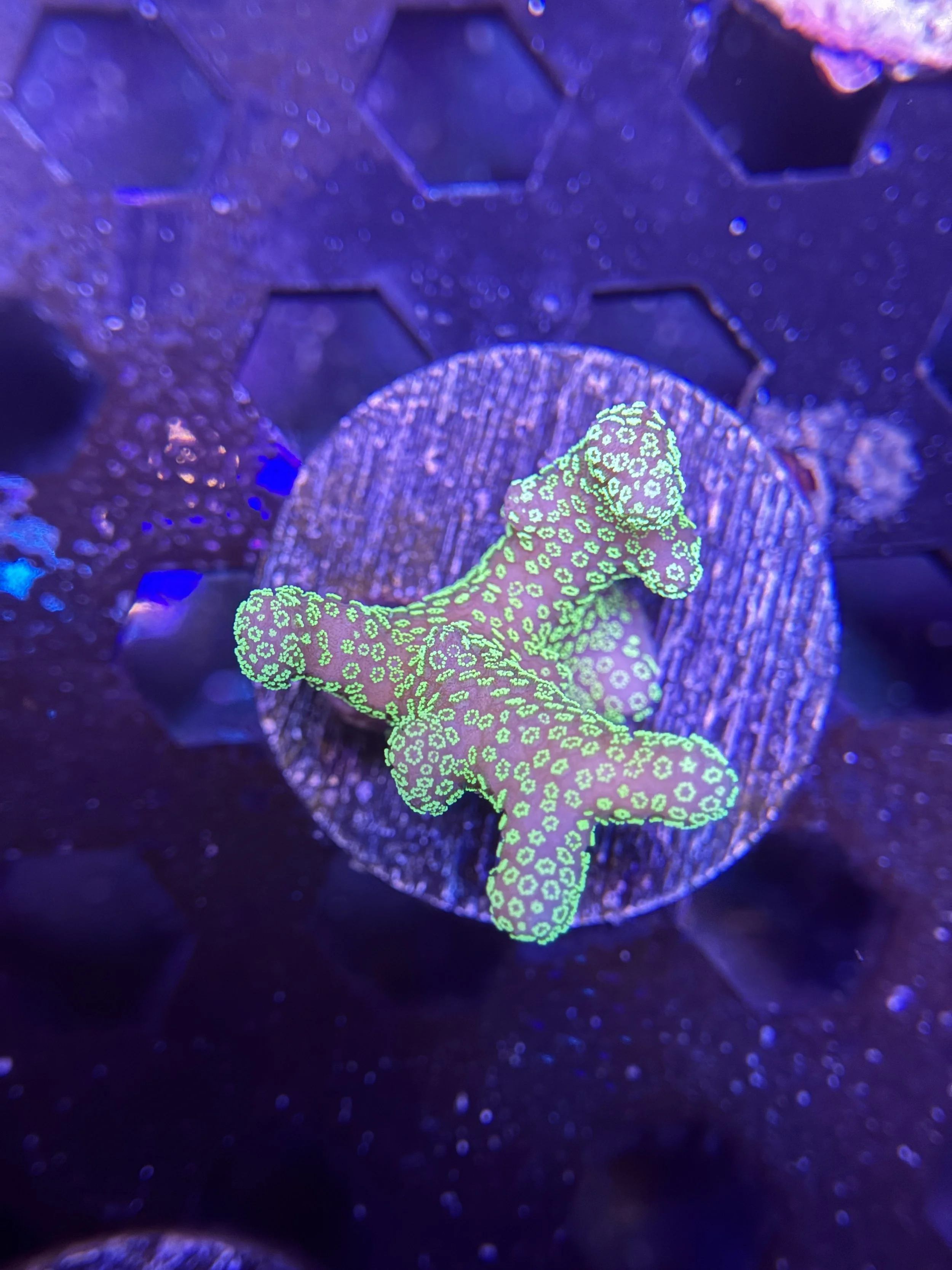 Green Stylophora Frag