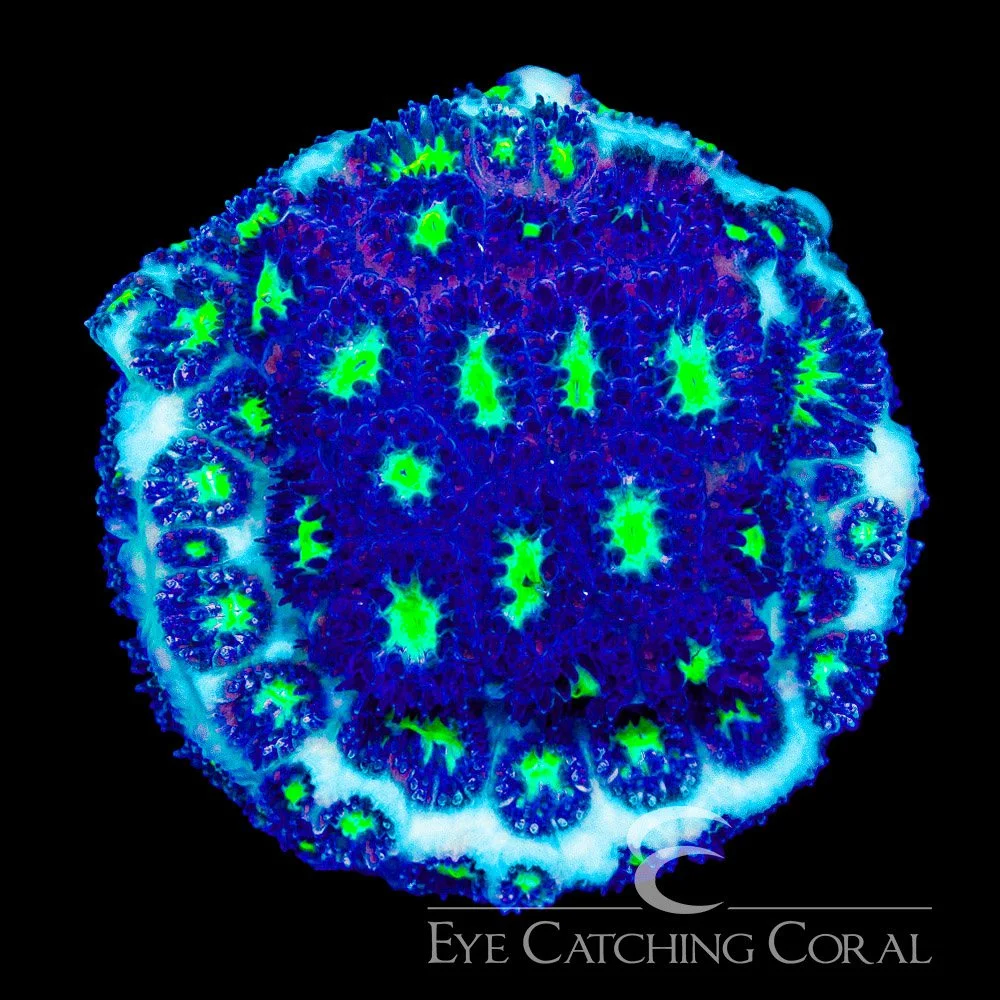 ECC Colossus Leptastrea Frag — Special Order [AC1148]