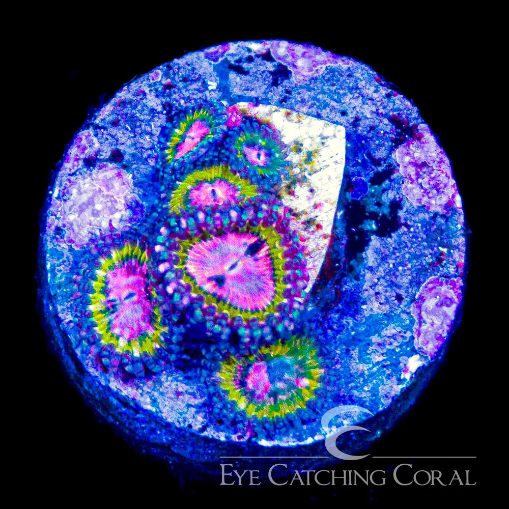 ECC Pink Krak Zoanthid Frag (4+ Polyp Average) — Special Order [AC1116]