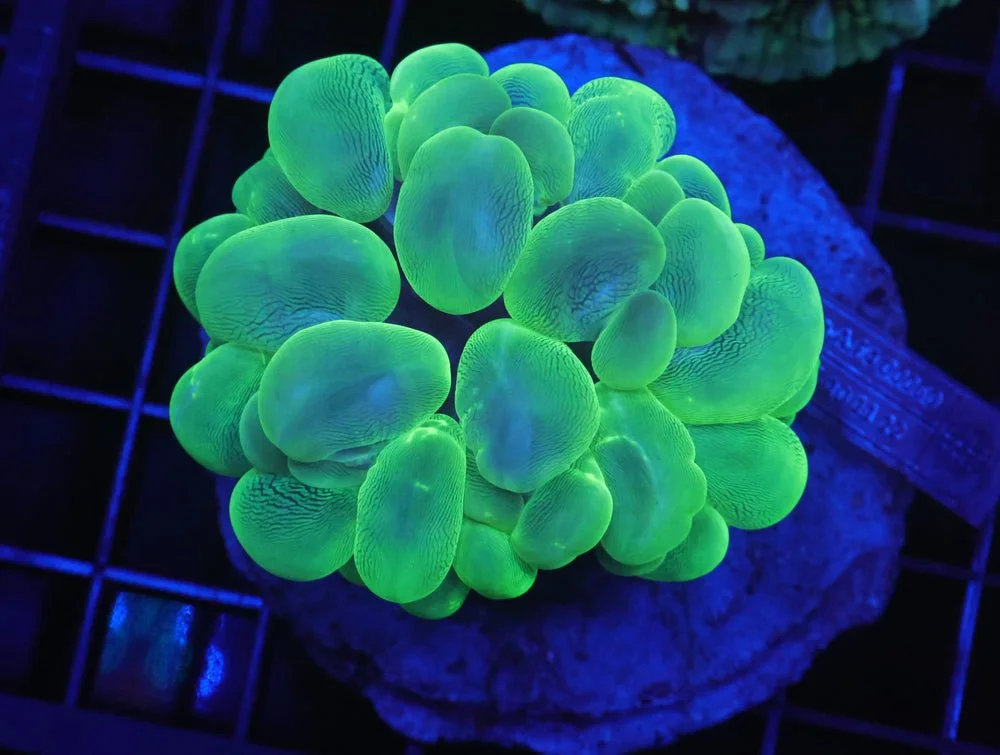 B94 -Indo Radioactive Bubble Coral — Special Order [SDC-B94]