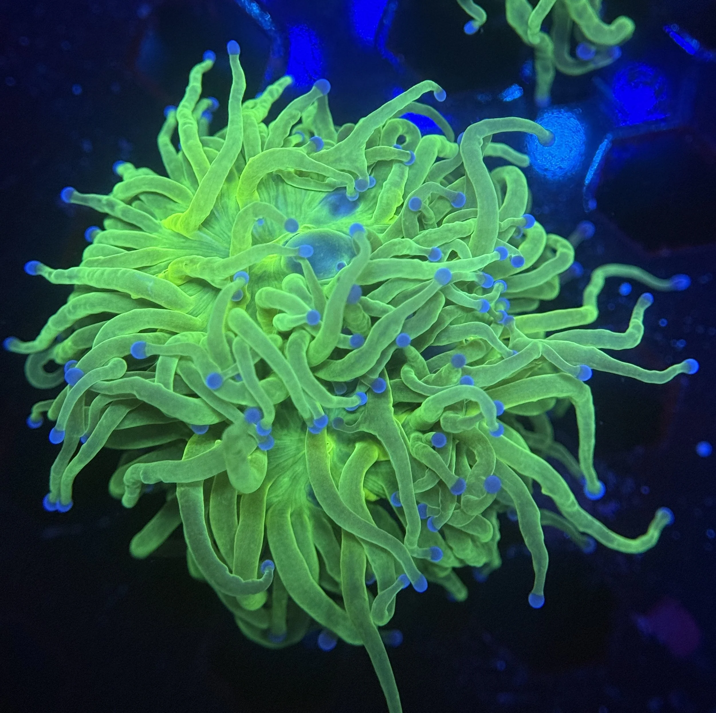 Todd’s Torch Frag 002 $65.jpg