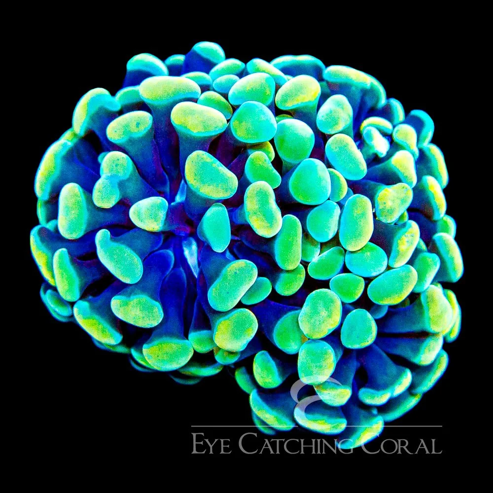 ECC Aurelia Branching Hammer Frag — Special Order [AC963]