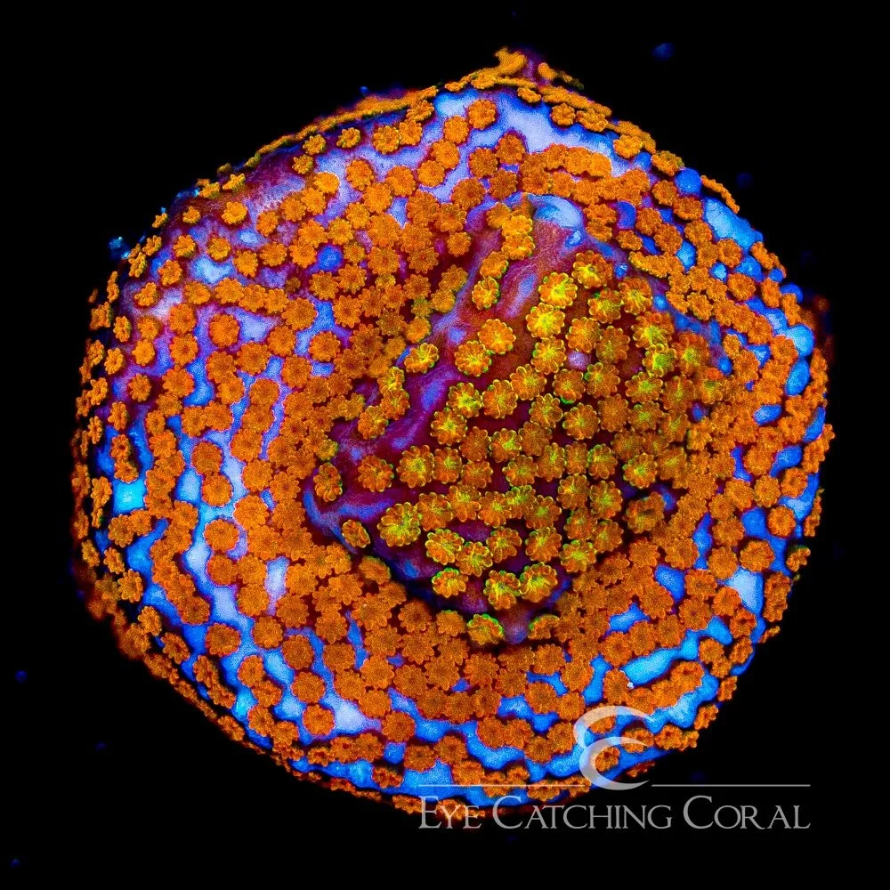 ECC Hellfire Montipora Frag — Special Order [AC532]