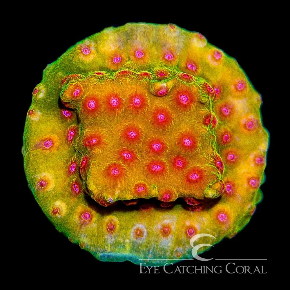 ECC Spellbound Cyphastrea Frag — Special Order [AC421]