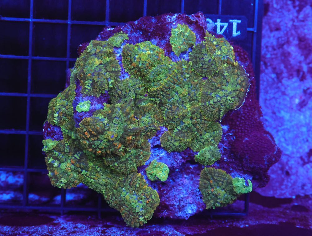 B146 - Citrus Rhodactis Mushroom — Special Order [SDC-B146]