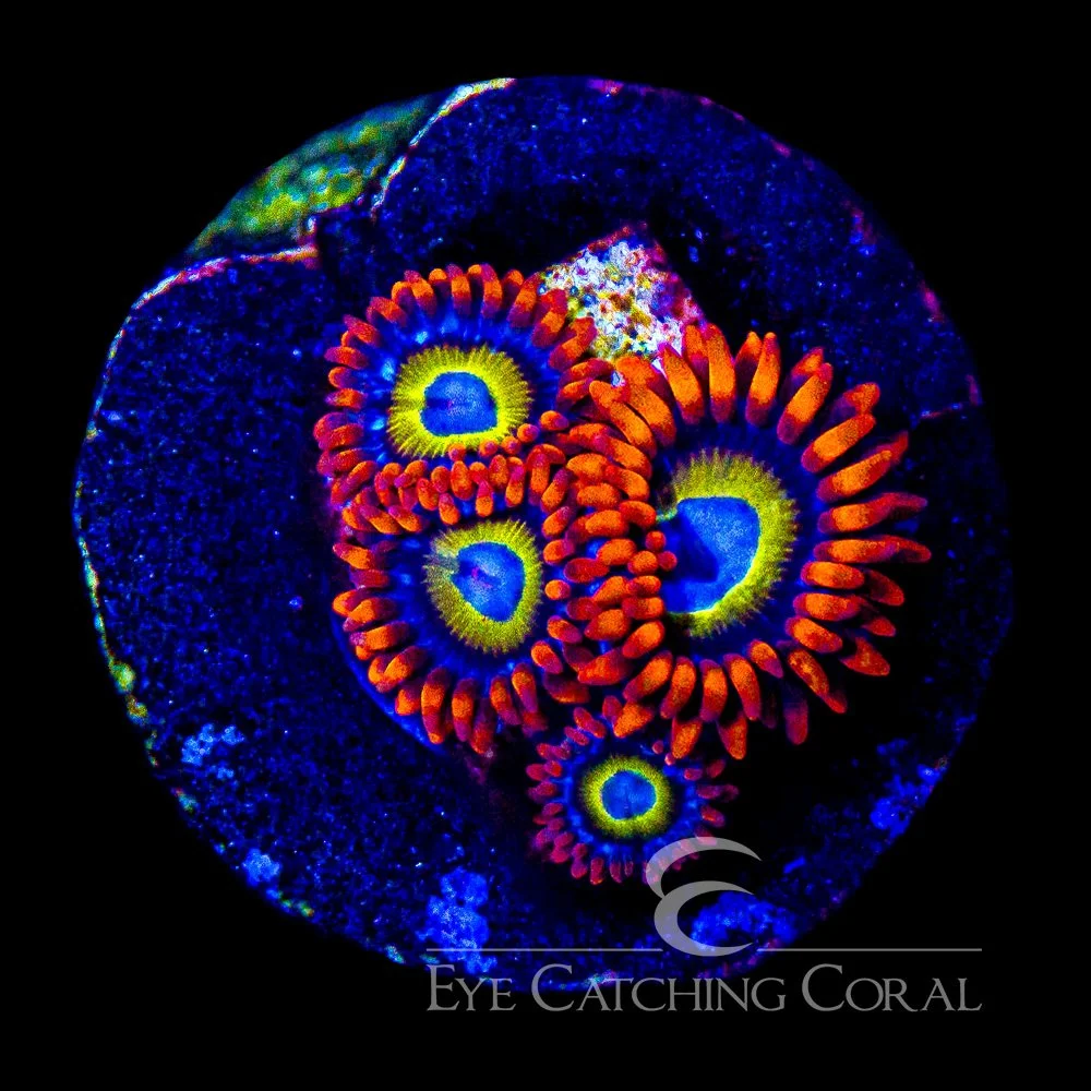 ECC Blue Eyed Blondies Zoanthid Frag (4+Polyp Average) — Special Order [AC1082]