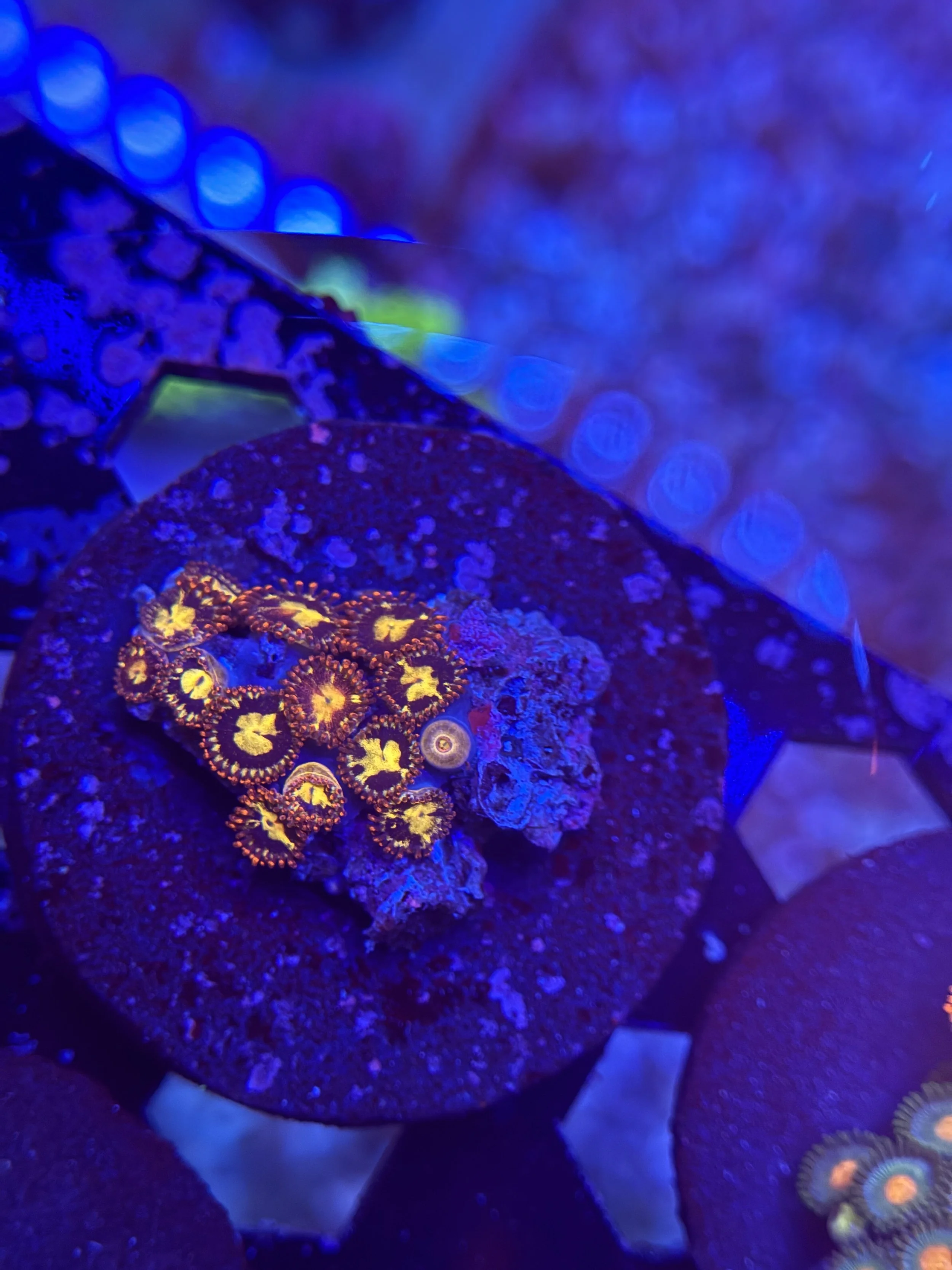 Assorted Zoa Frag 013