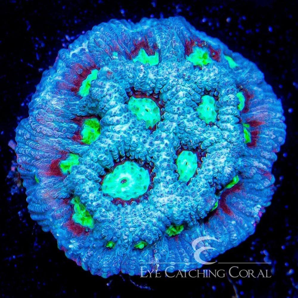 ECC Moon Stone Favia Frag — Special Order [AC460]
