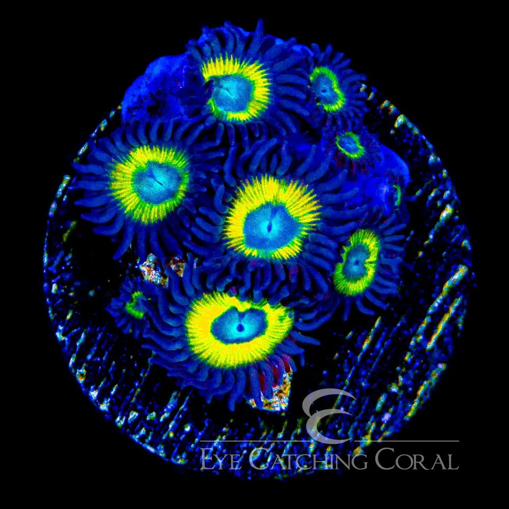 ECC Black Bella Zoanthid Frag (4+Polyp Average) — Special Order [AC1009]