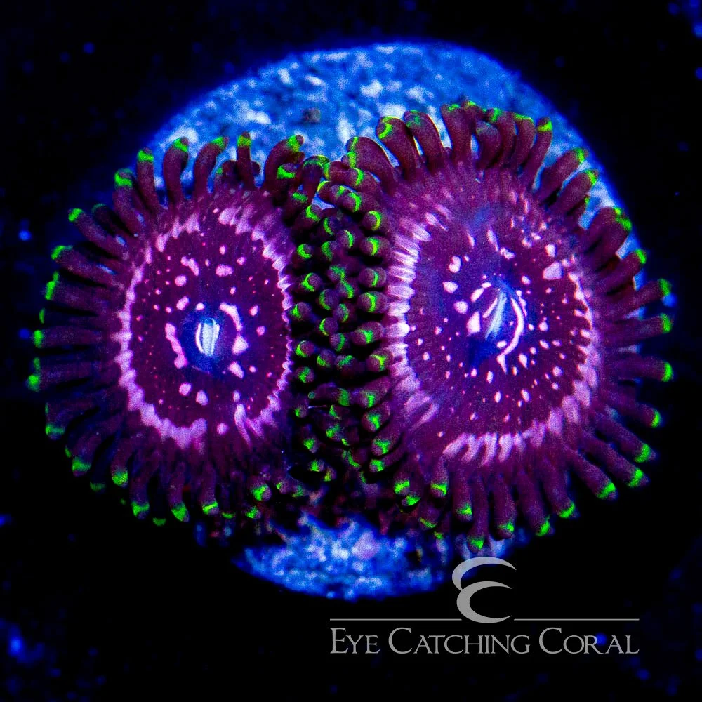 WWC Taser Zoanthid Frag (2+Polyp Average) — Special Order [AC127]