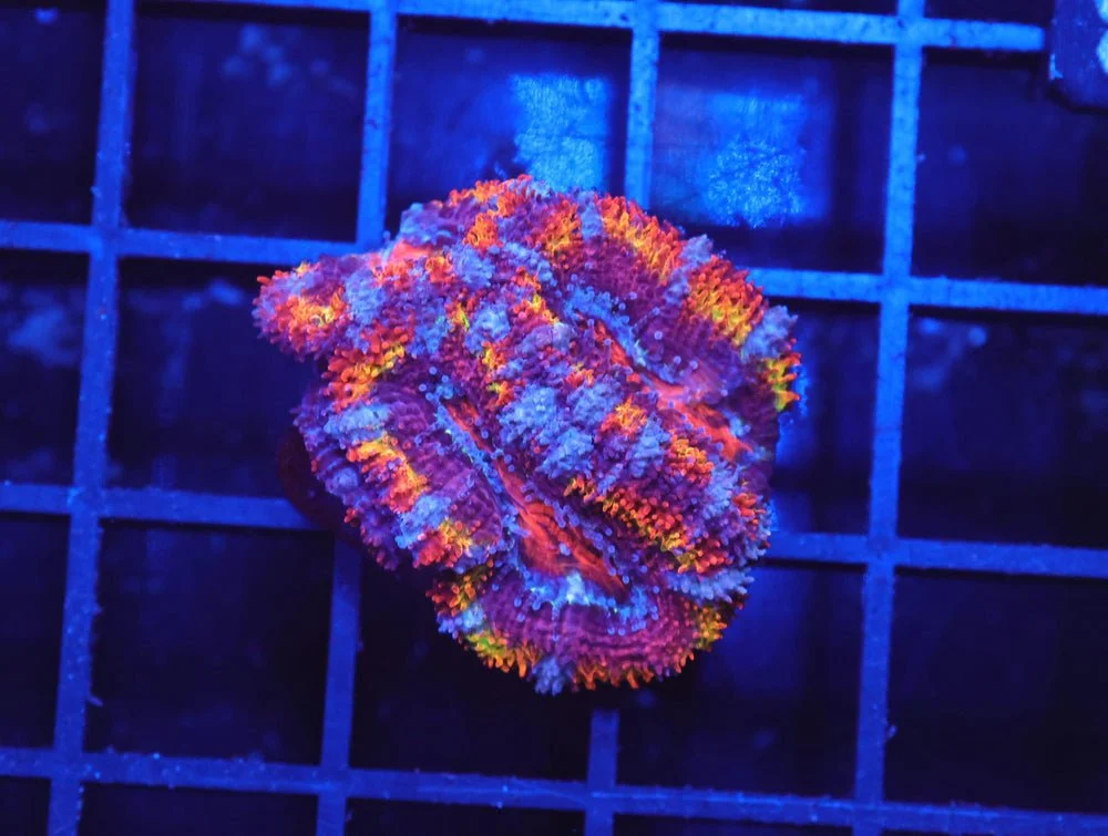 B43 -Aussie Rainbow Acan Lord — Special Order [SDC-B43]
