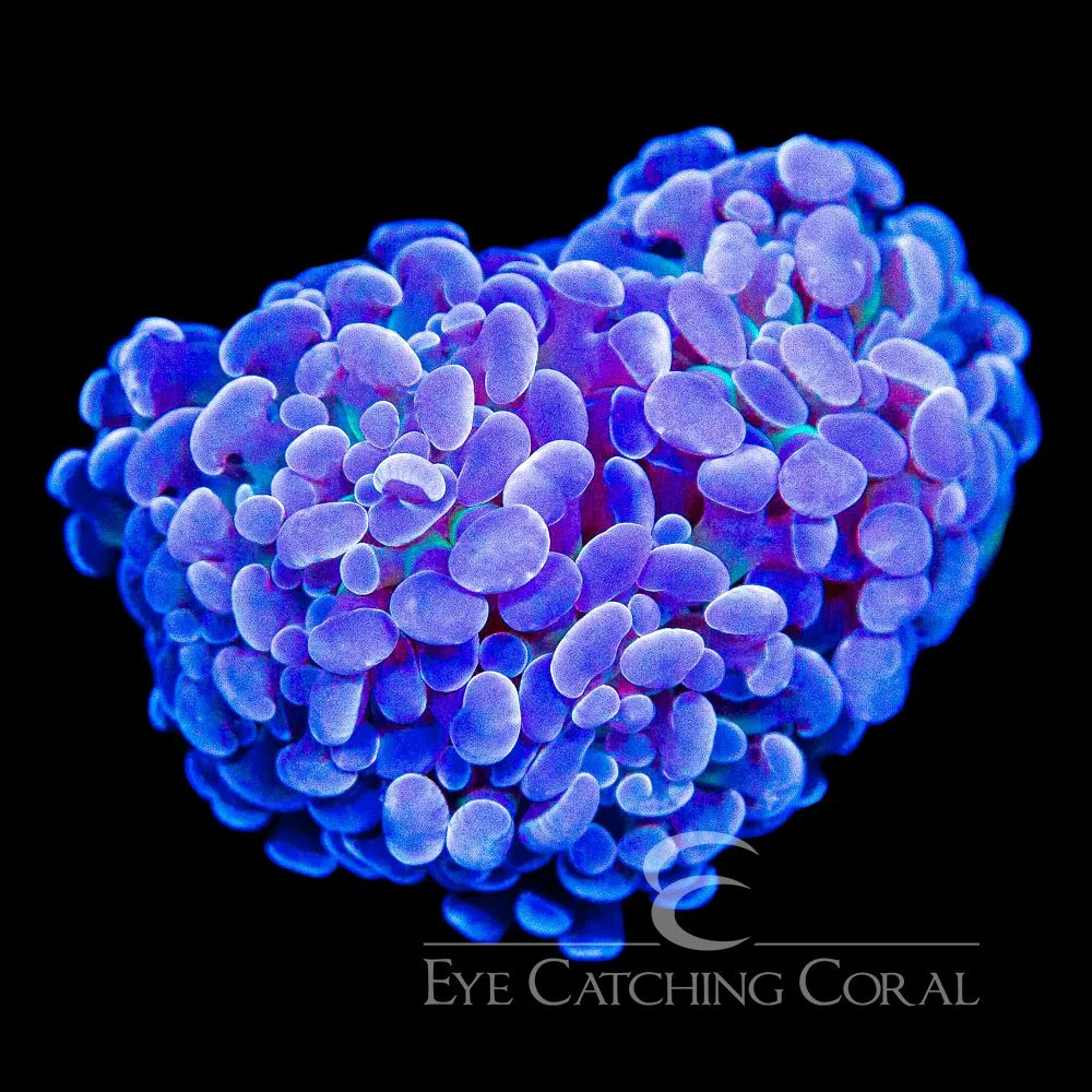 ECC Blue Gusher Hammer Frag — Special Order [AC980]