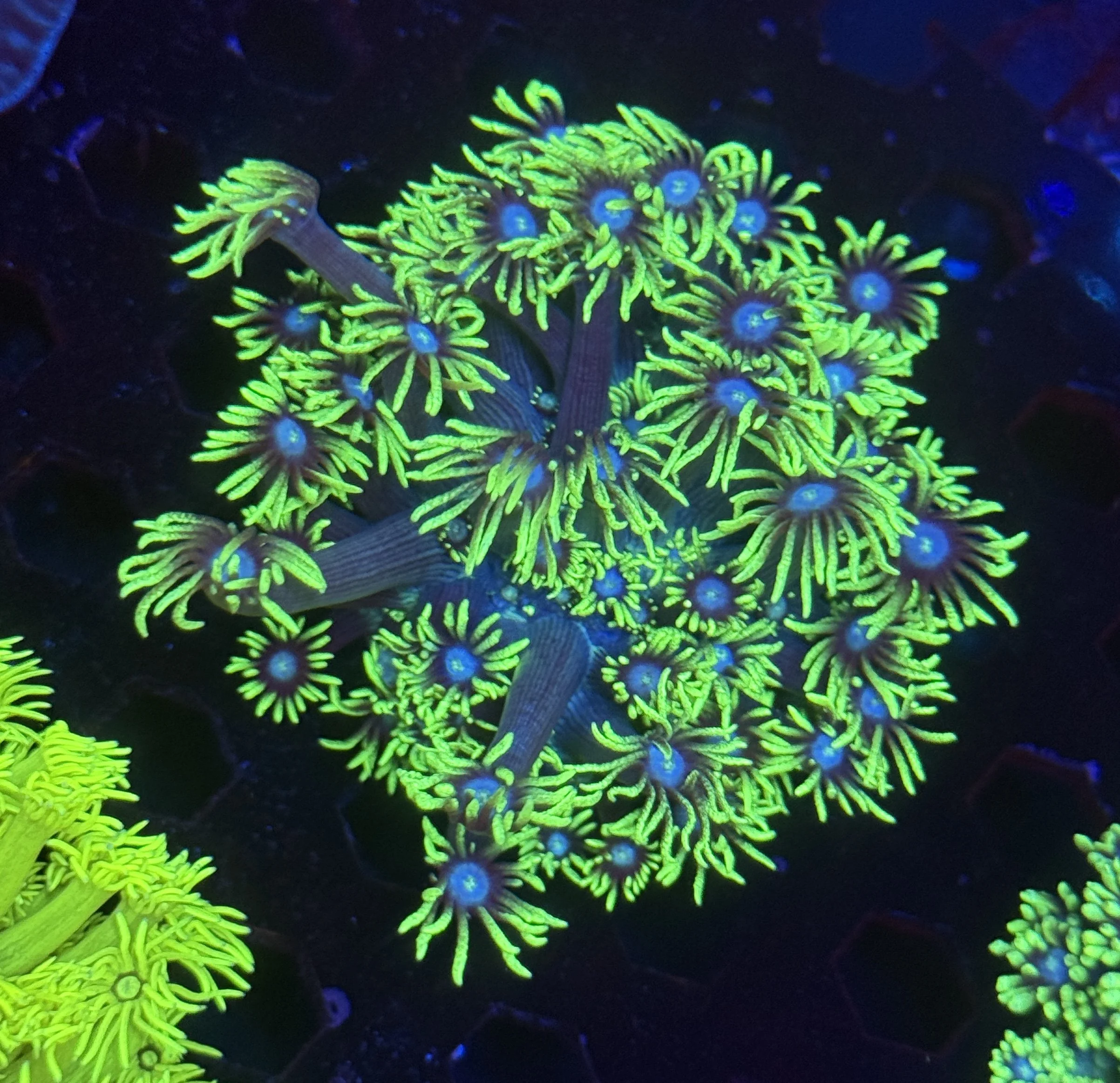 Green Goni Mini Colony