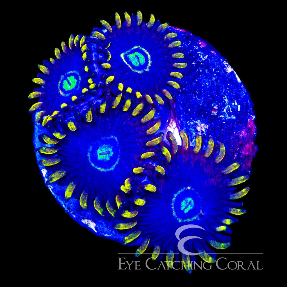 ECC Blue Hornet Zoanthid Frag (4+ Polyp Average) — Special Order [AC1174]