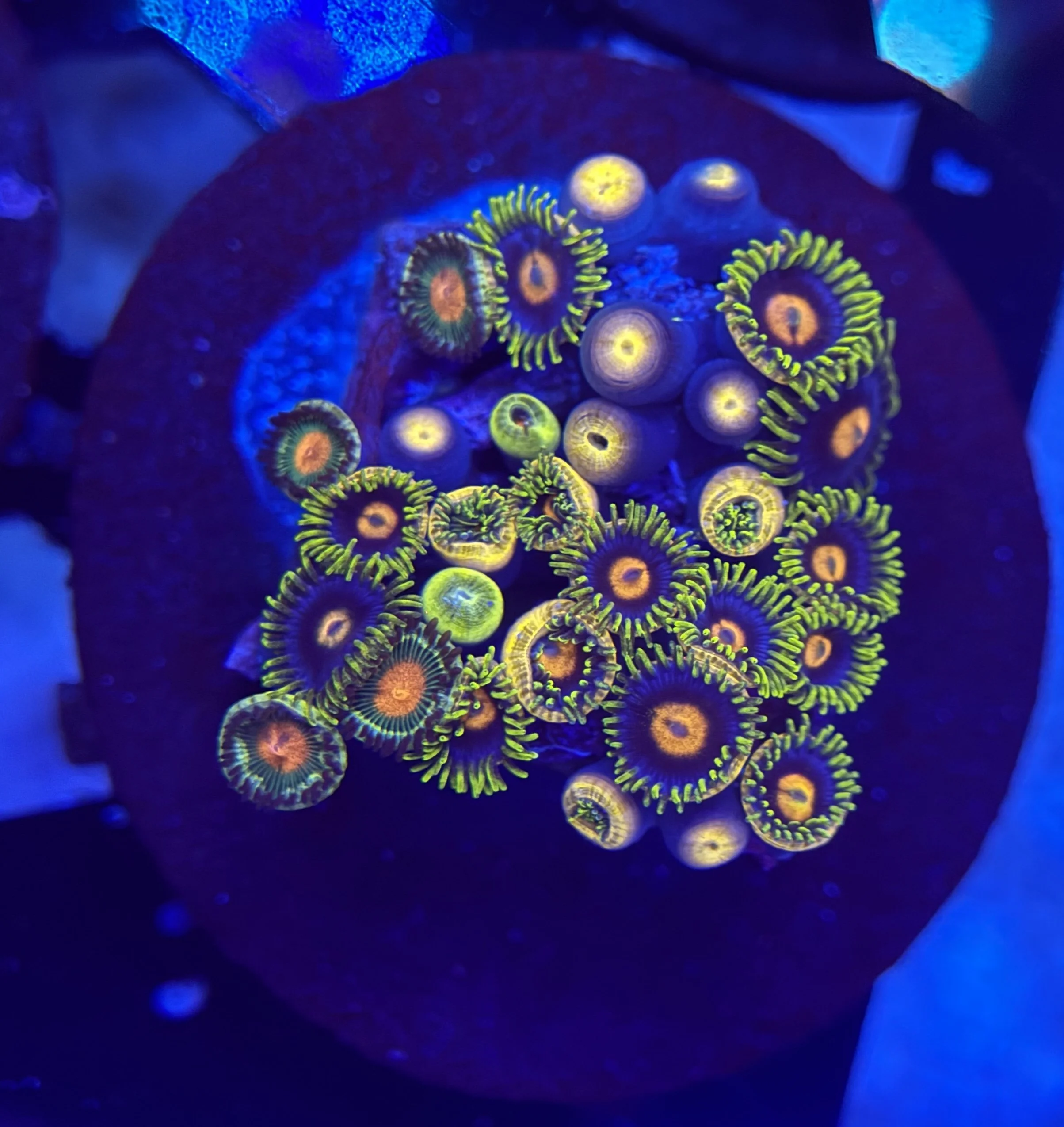 Assorted Zoa Frag 004
