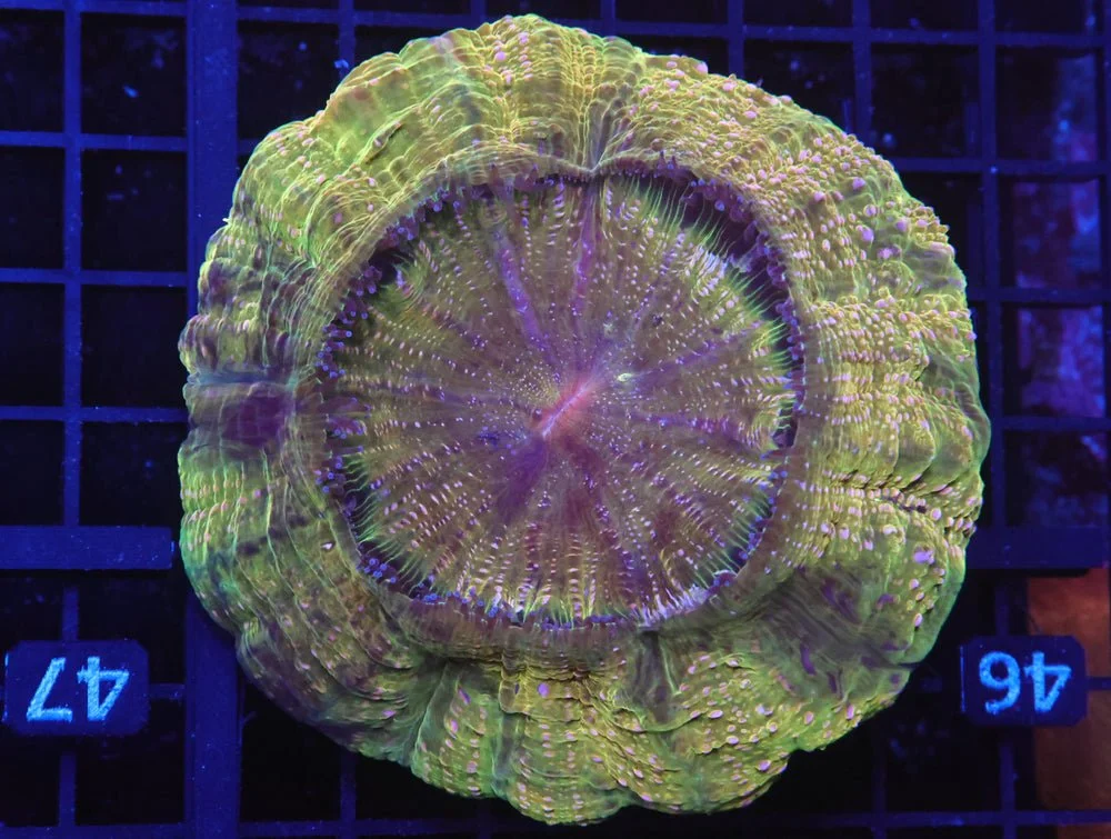 B41 -Indo Pot Of Gold Acanthophyllia — Special Order [SDC-B41]