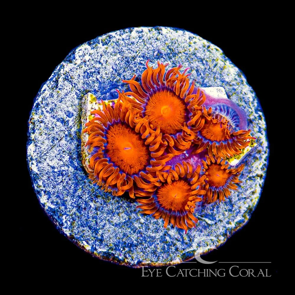 ECC Bam Bam Zoanthid Frag (4+ Polyp Average) — Special Order [AC110]