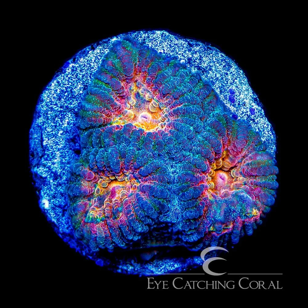 ECC Helios Favia Frag — Special Order [AC874]