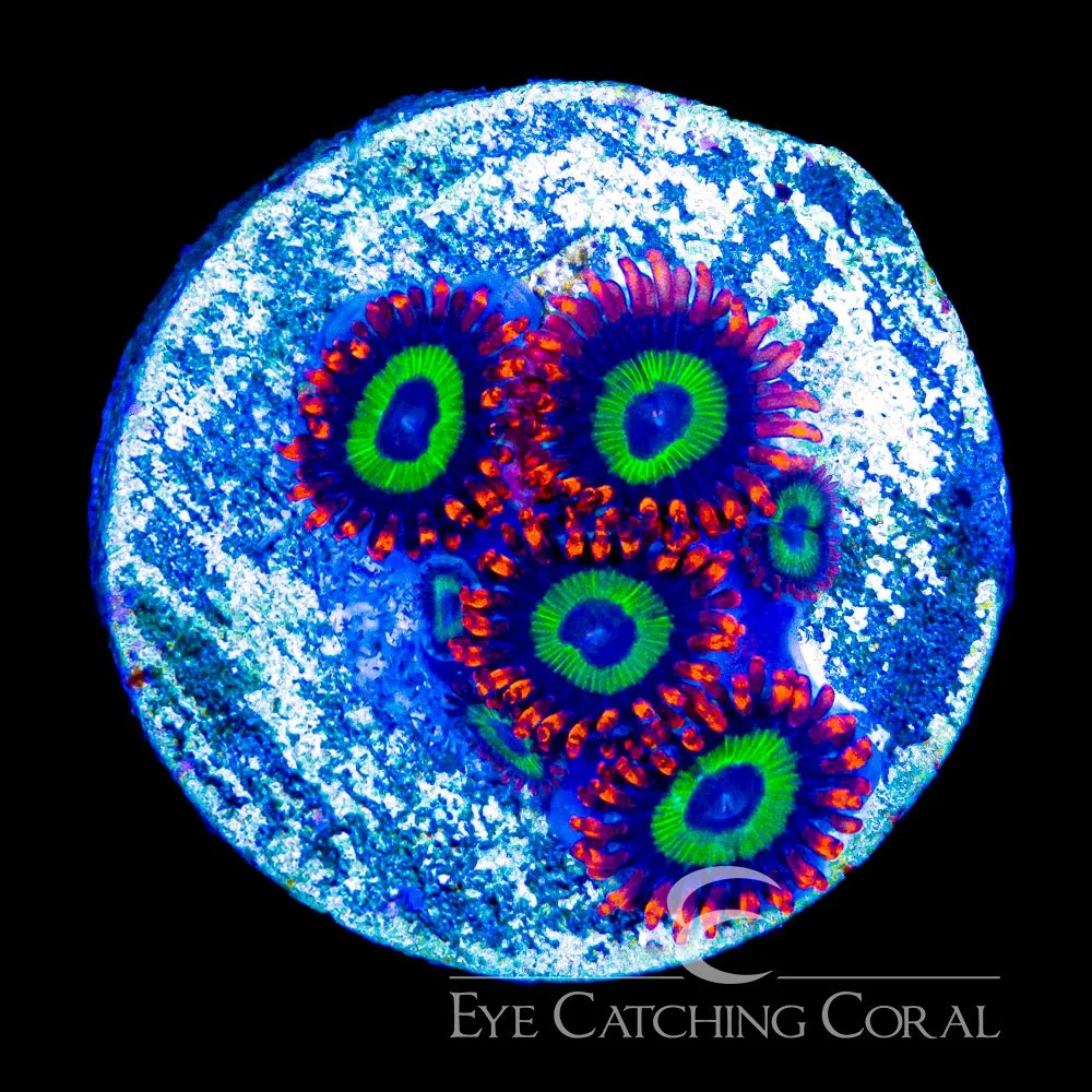 ECC Hibiscus on Fire Zoanthid Frag (4+Polyp Average) — Special Order [AC1168]