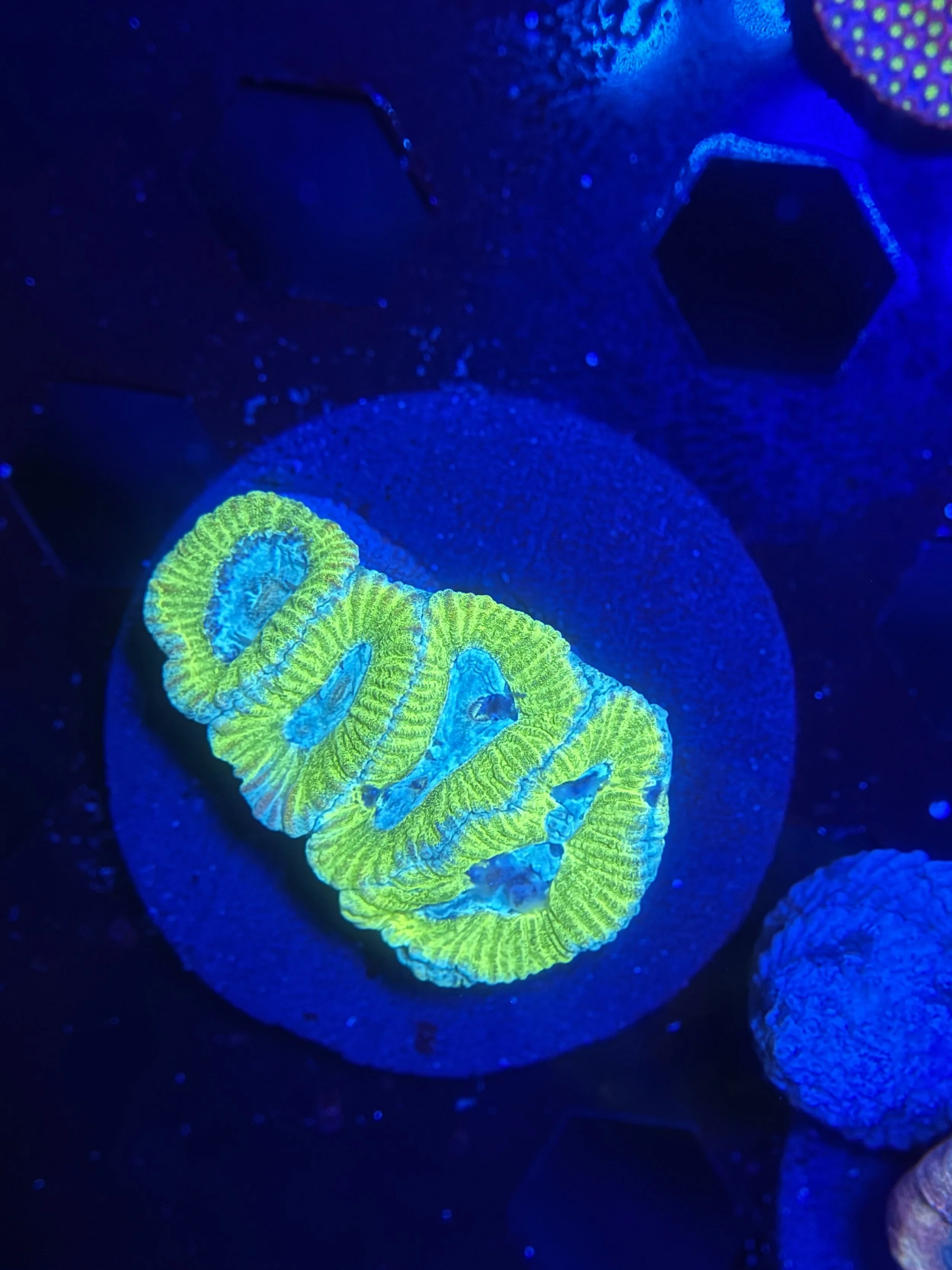 Lemon Lime Favia Frag