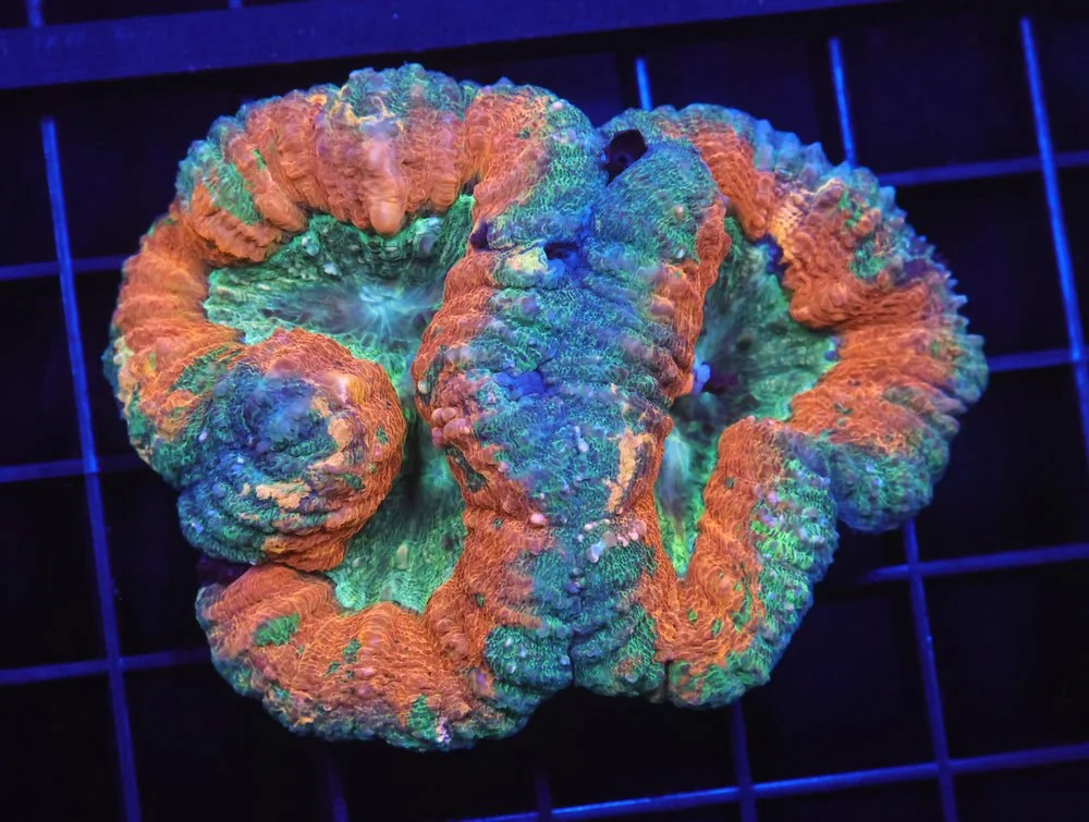 B54 -Aussie Gold Rush Lobo — Special Order [SDC-B54]