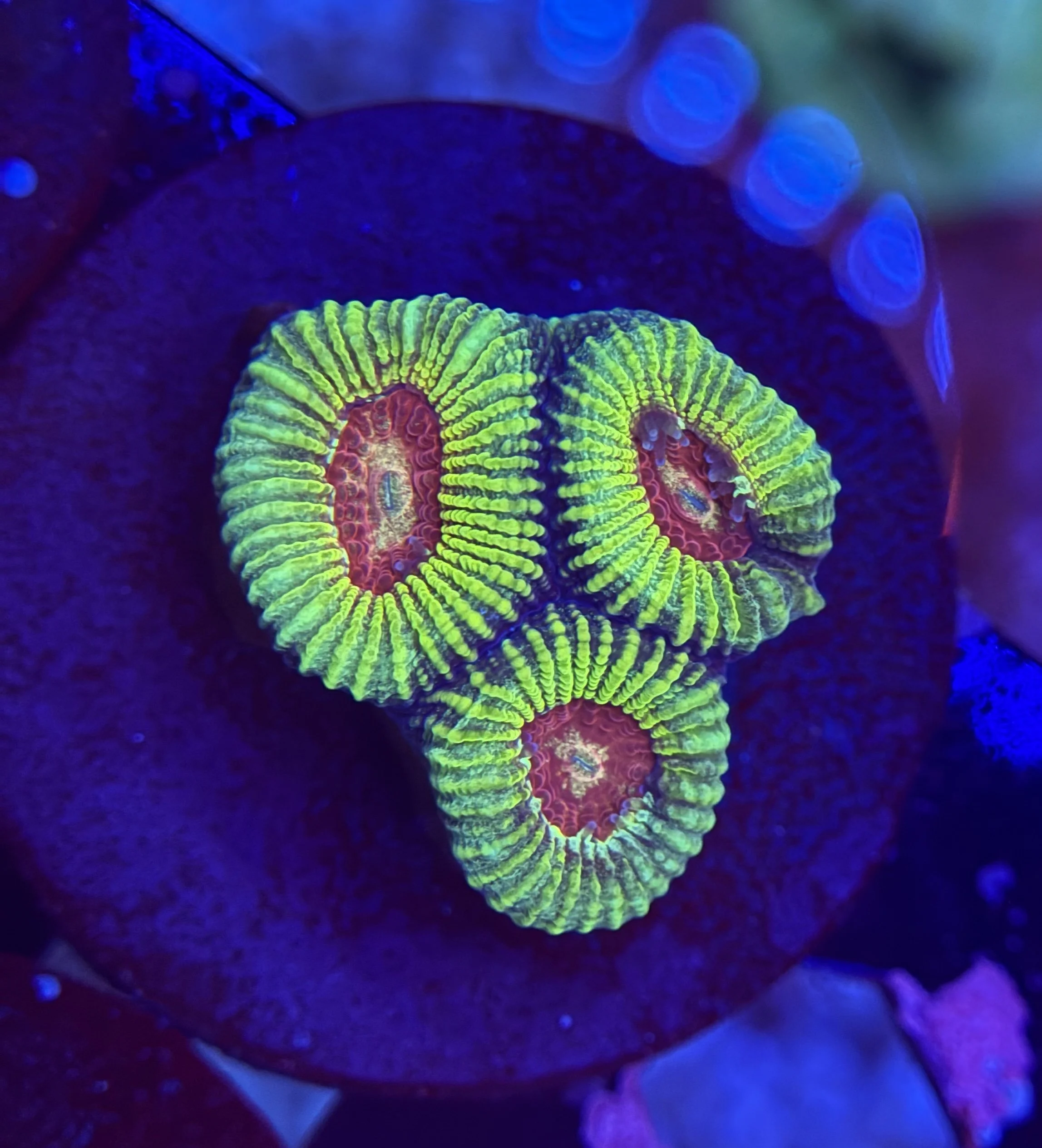 Ultra Favia Frag 001