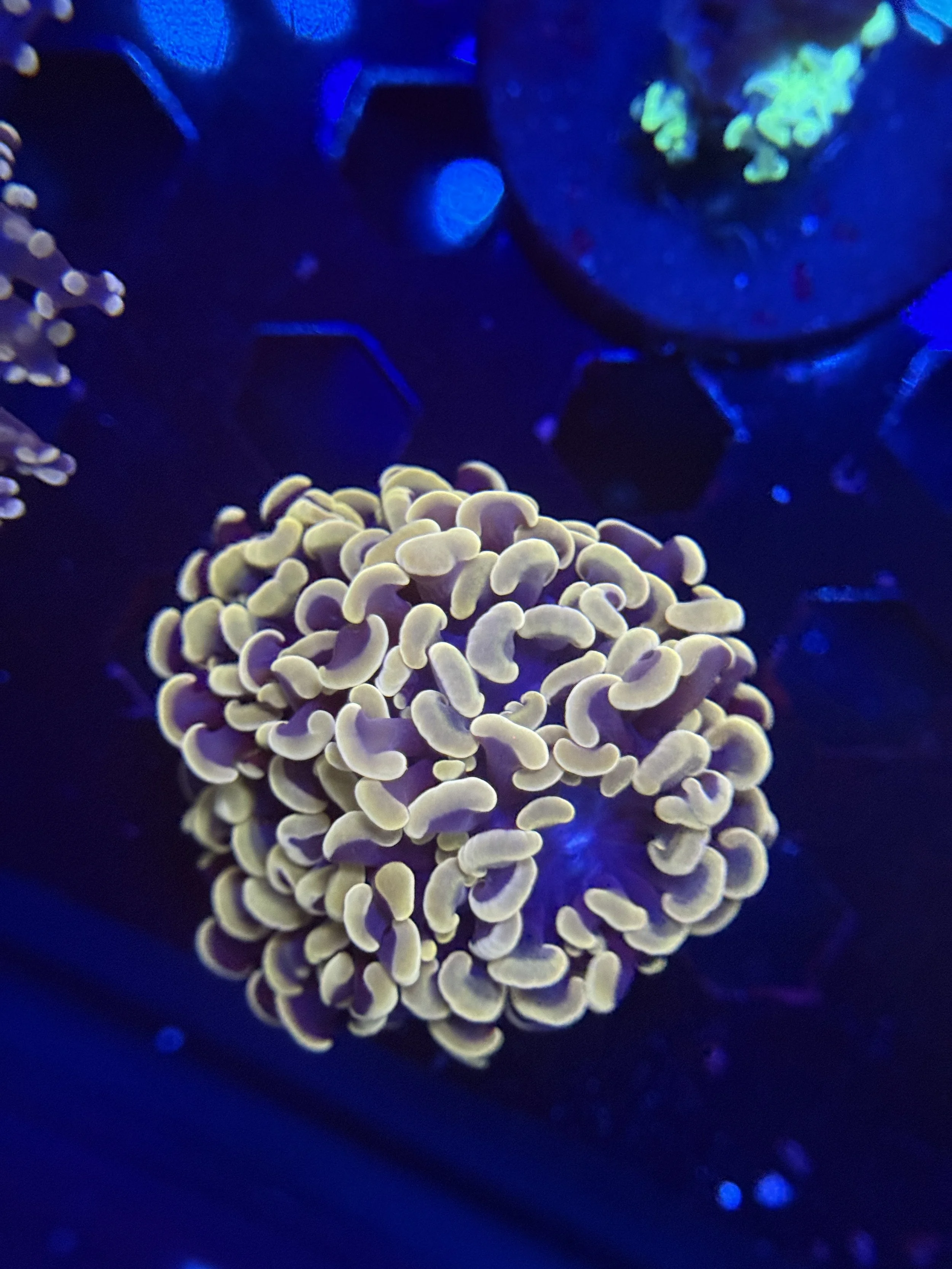 Rose Gold Hammer Frag
