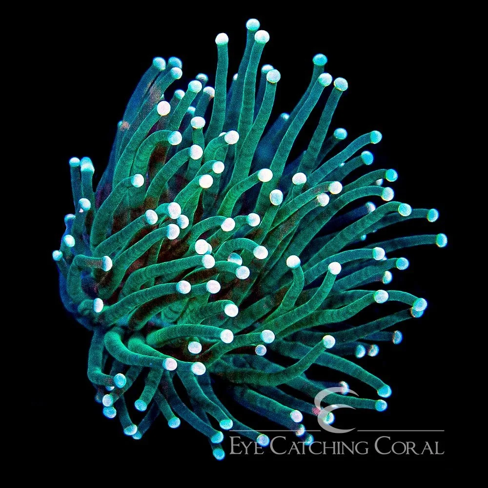 ECC Aquaman Torch Frag — Special Order [AC899]