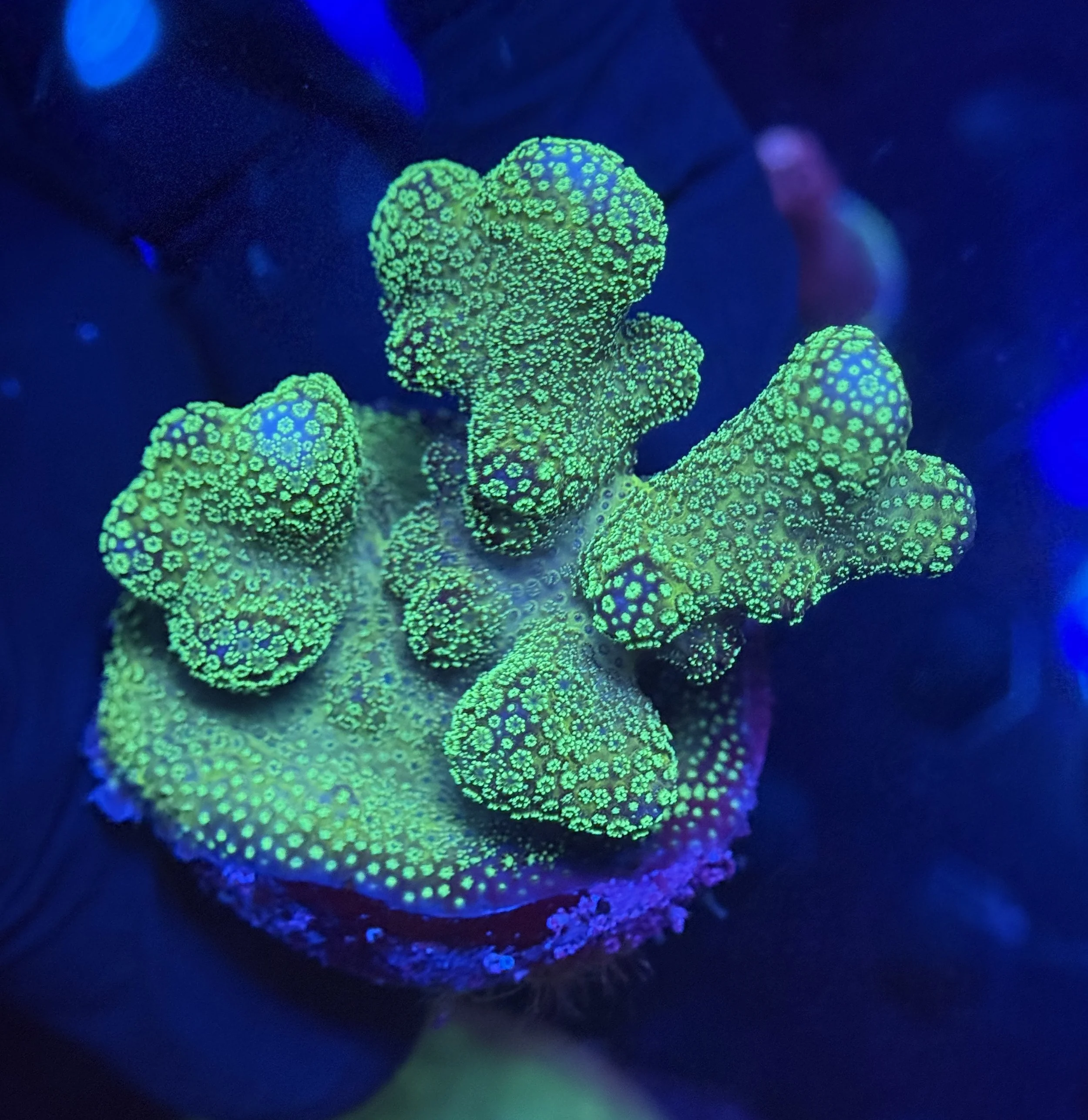 Neon Pocillopora Frag
