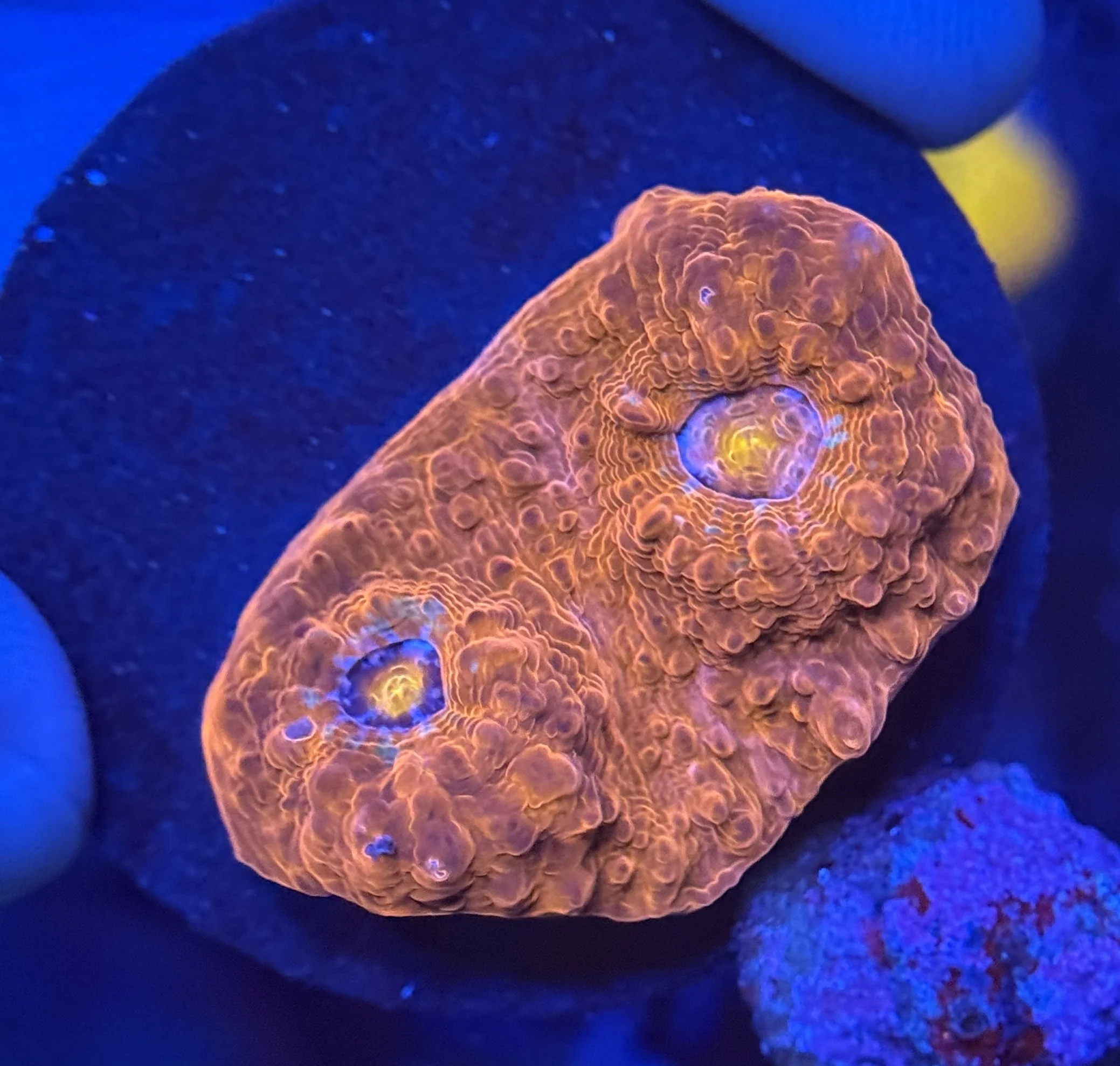 Ultra Chalice Frag