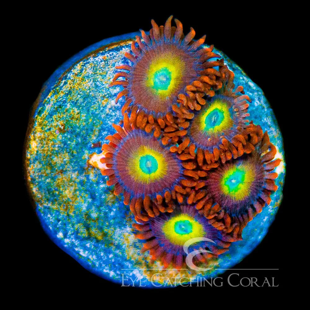 ECC Circus Freaks Zoanthid Frag (4+ Polyp Average) — Special Order [AC946]