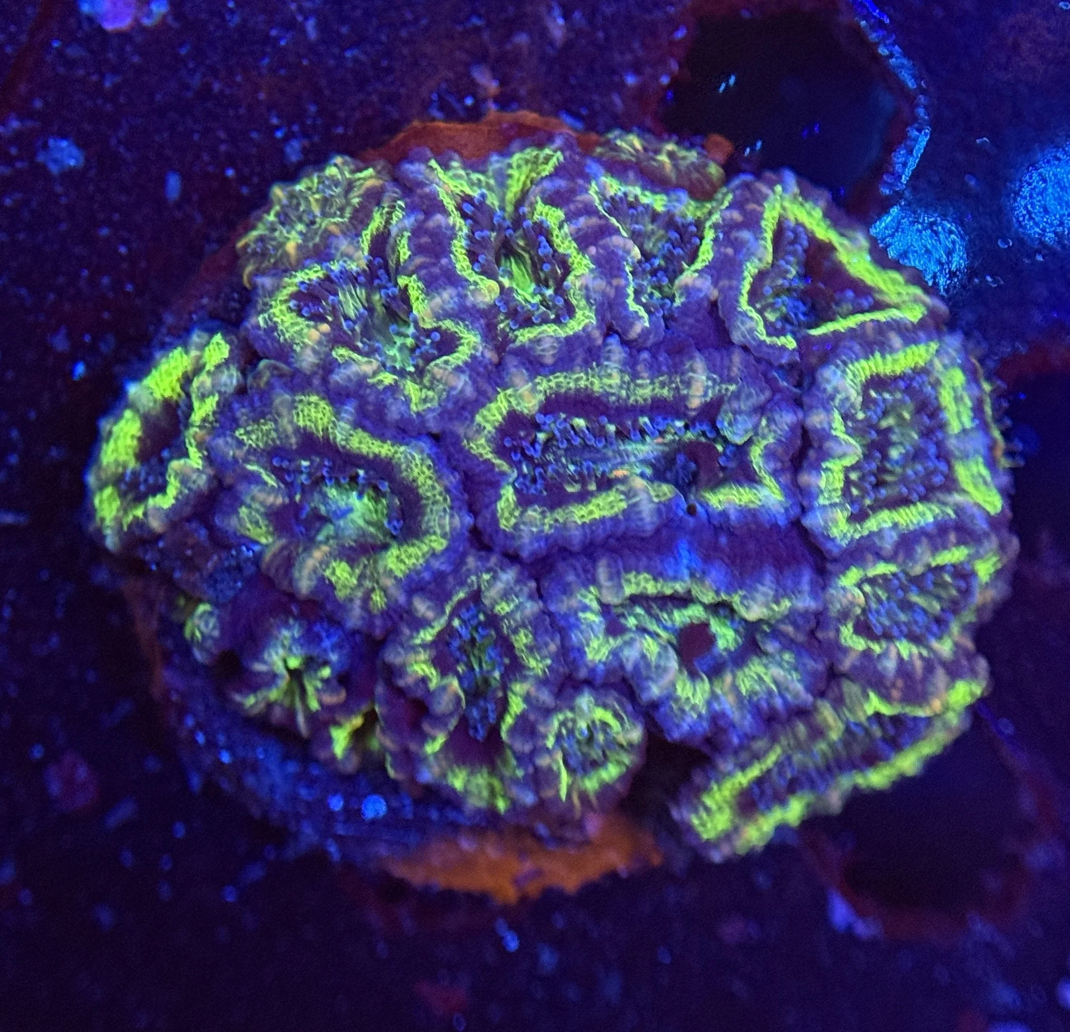 Acan Mini Colony