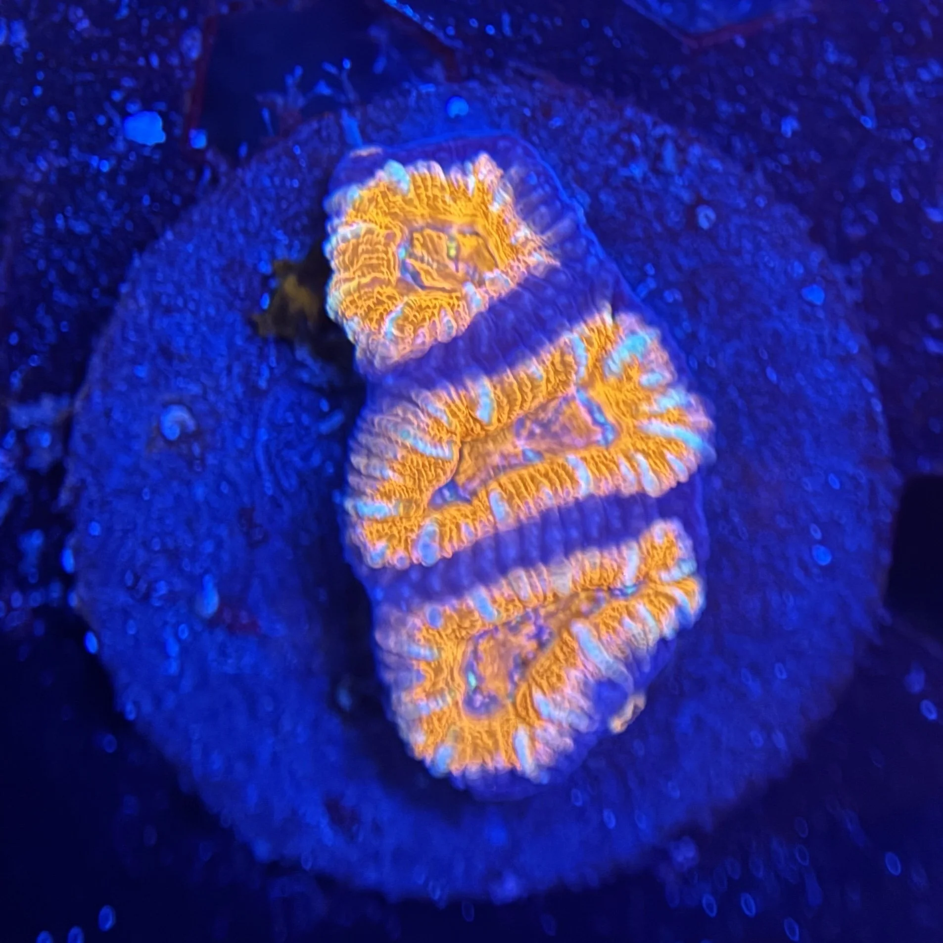 Acan Frag 004