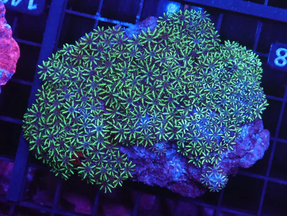 B148 - Indo Blue Green Sympodium — Special Order [SDC-B148]