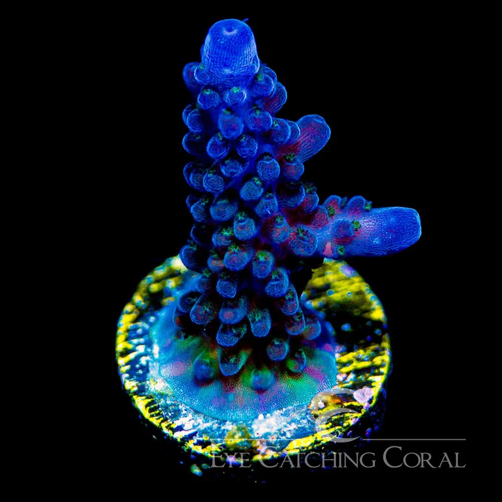 ECC Moon Walker Acropora Frag — Special Order [AC1051]