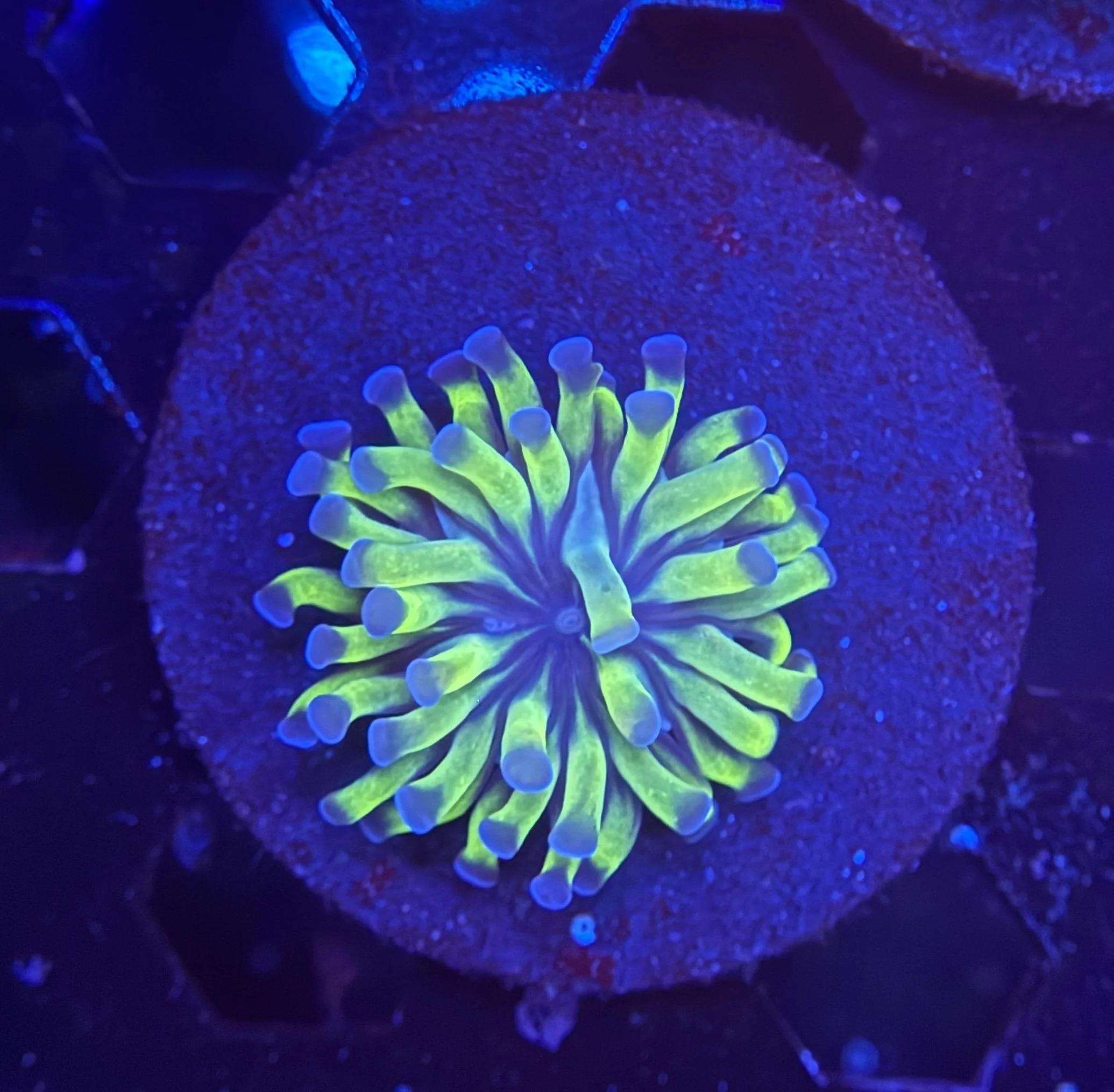 Hammer Frag 003