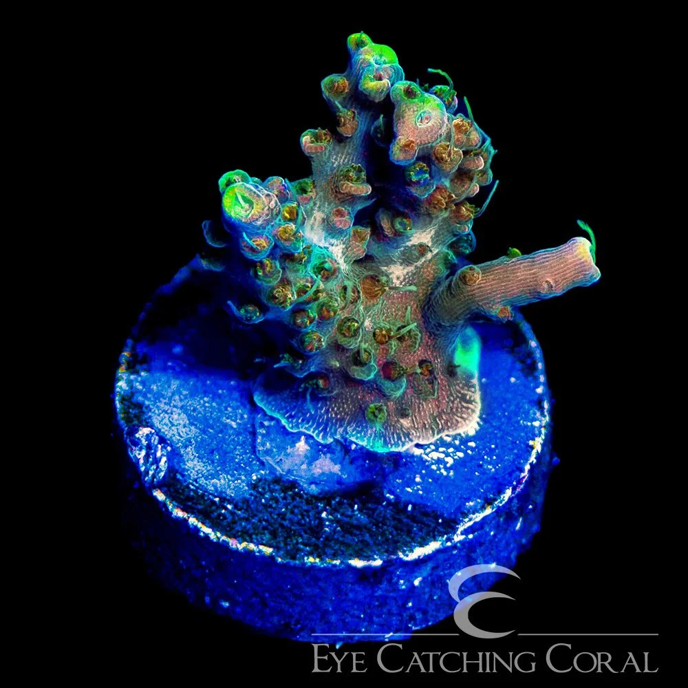 ECC Voodoo Majik Acropora Frag — Special Order [AC1142]