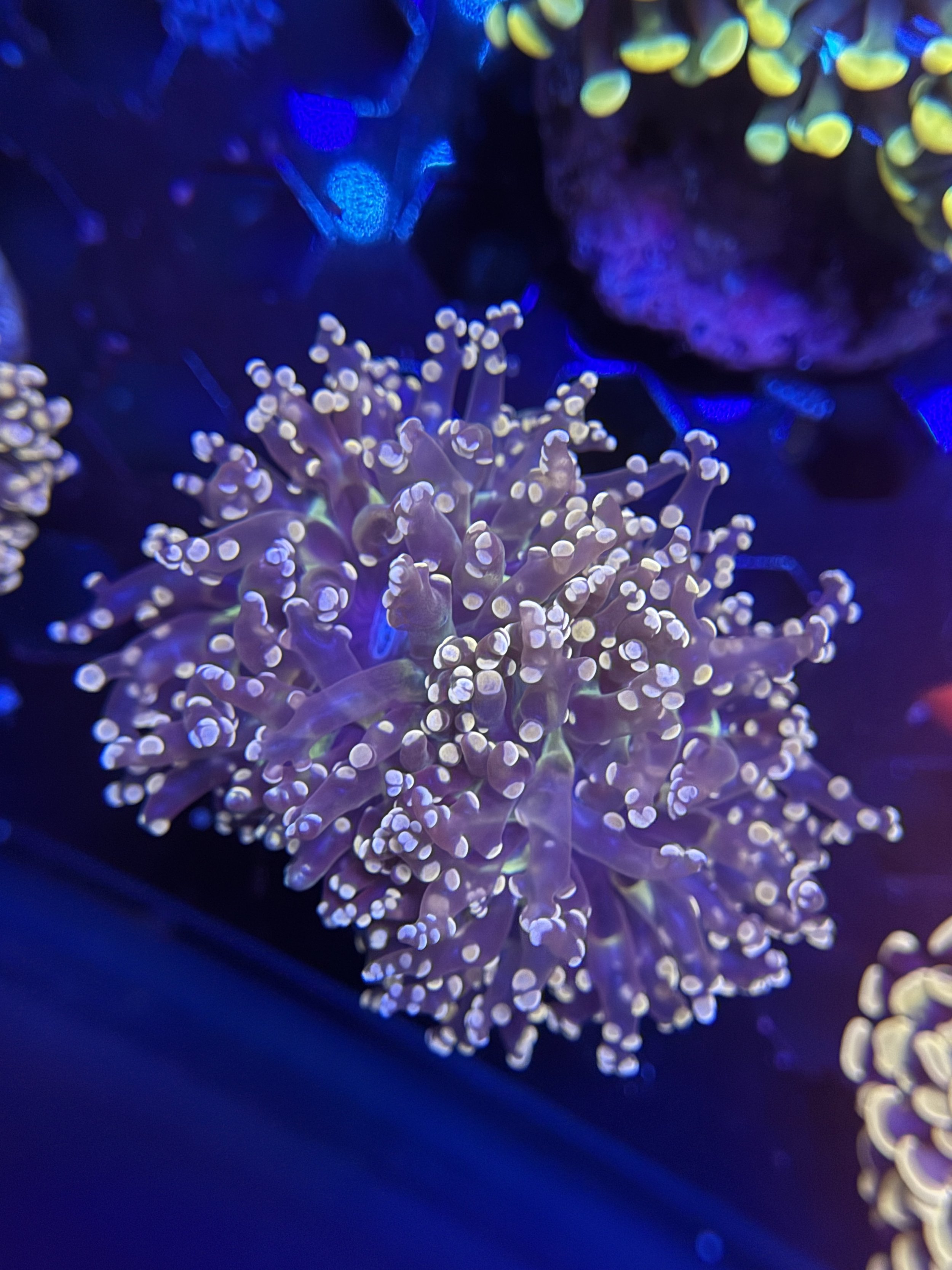 Peach Frogspawn 2 Heads
