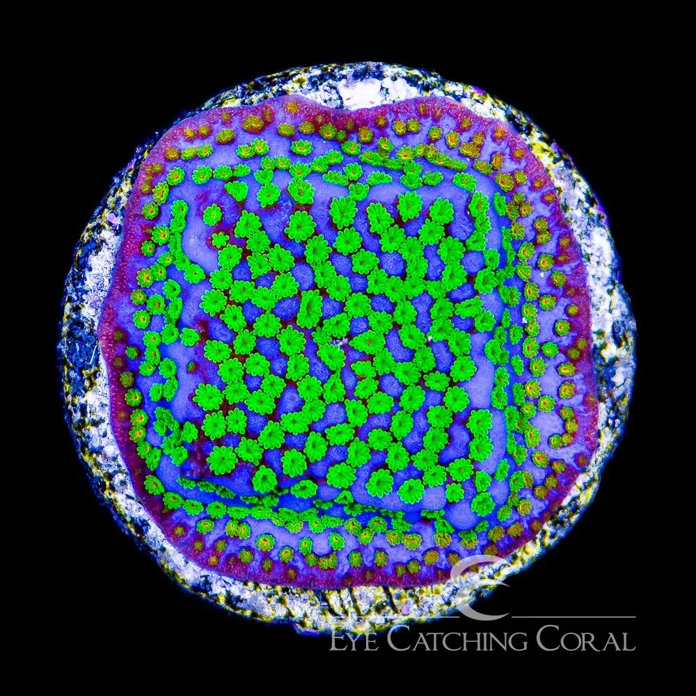 ECC Pokerstar Montipora Frag — Special Order [AC466]