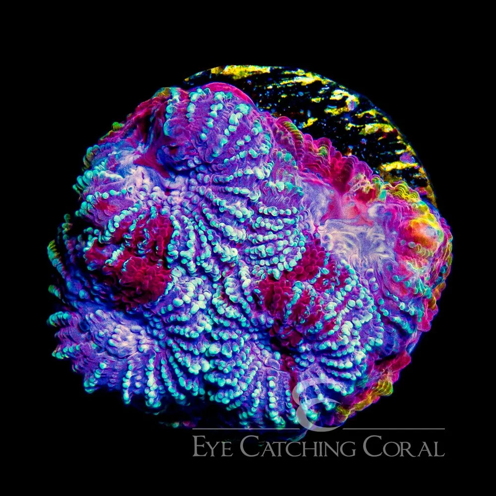 ECC Space Rift Favia Frag — Special Order [AC1000]