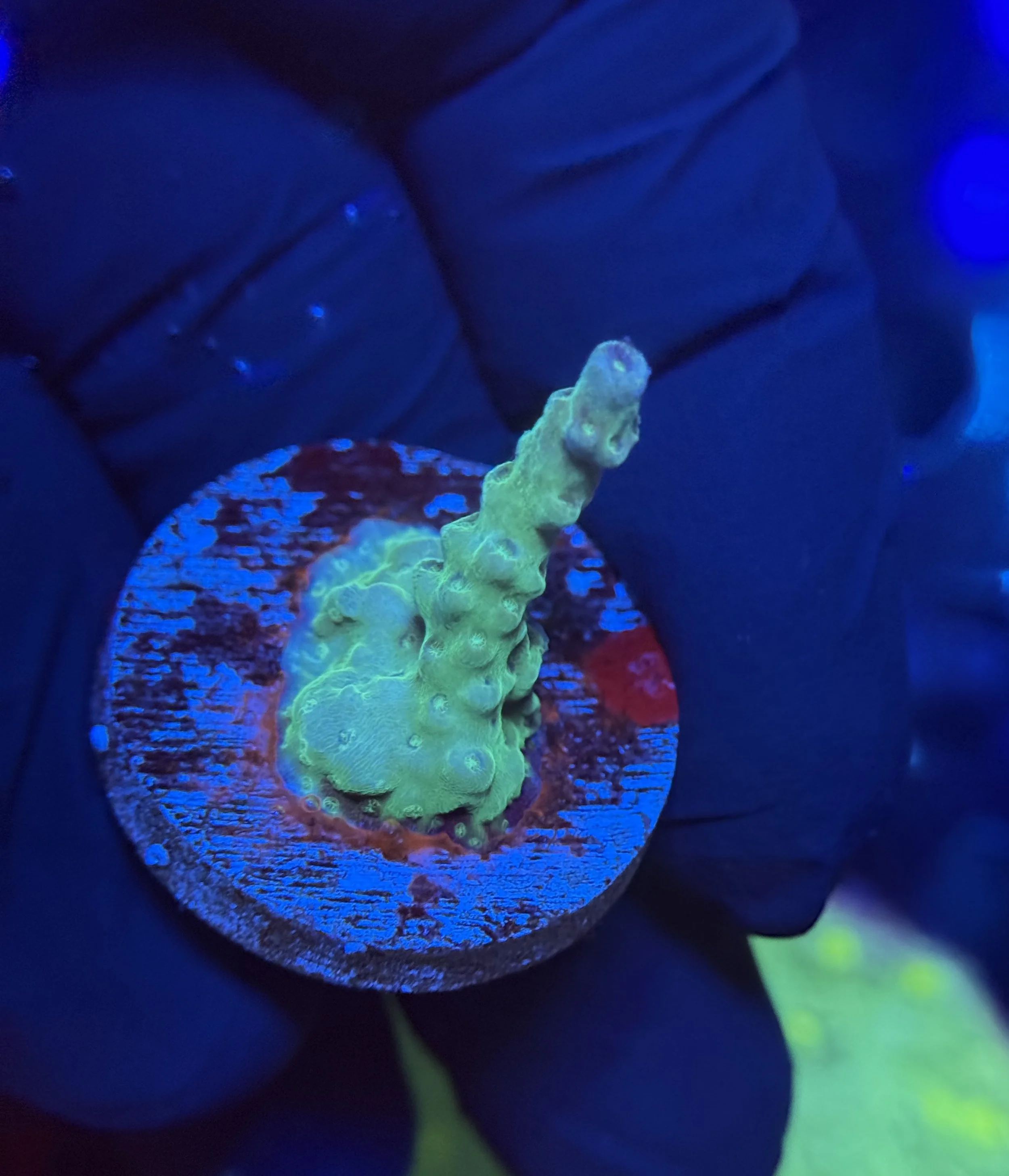Acropora Frag 011
