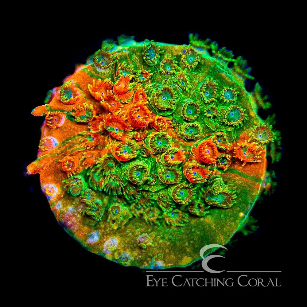 ECC Circuit Breaker Cyphastrea Frag — Special Order [AC605]