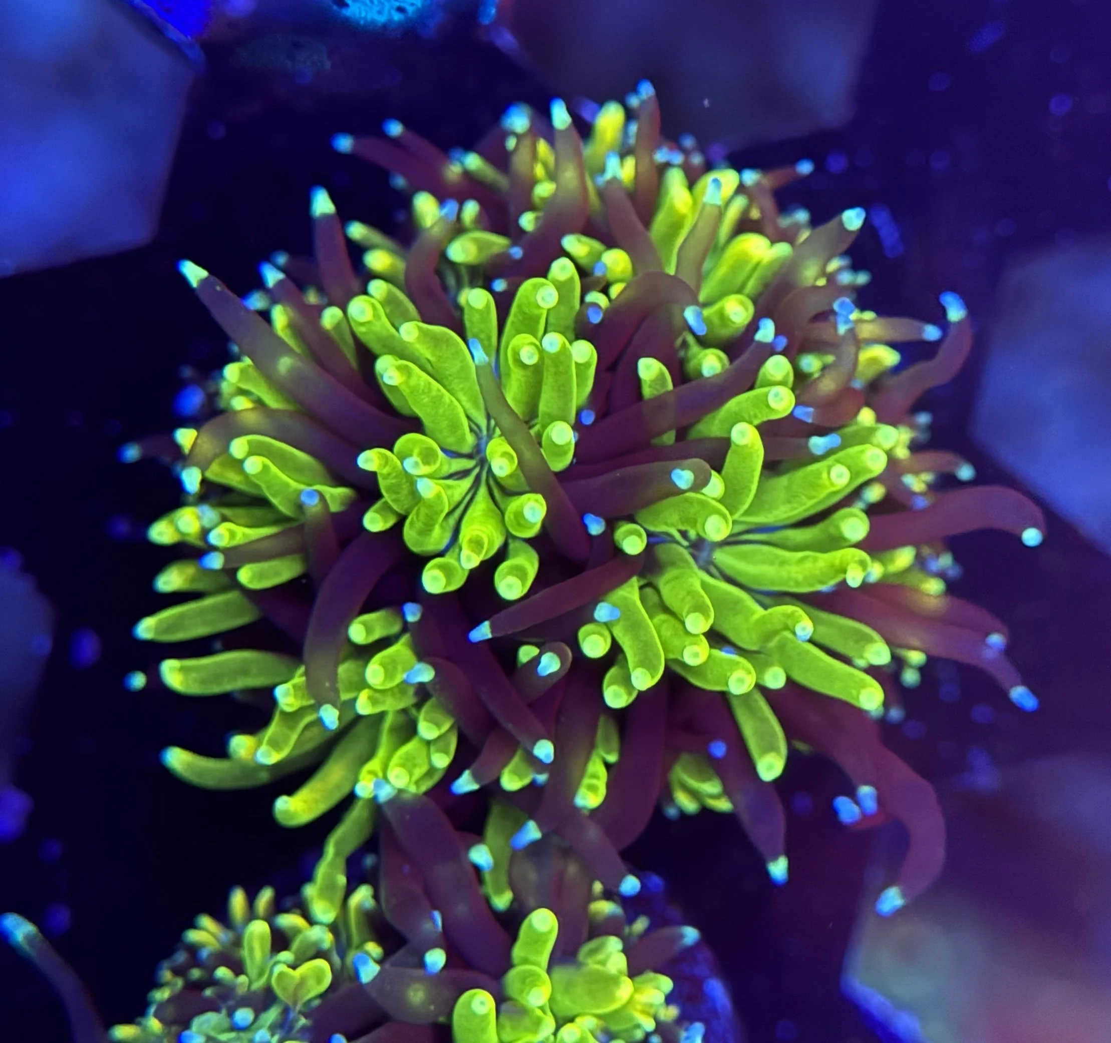 Galaxy Frag 003