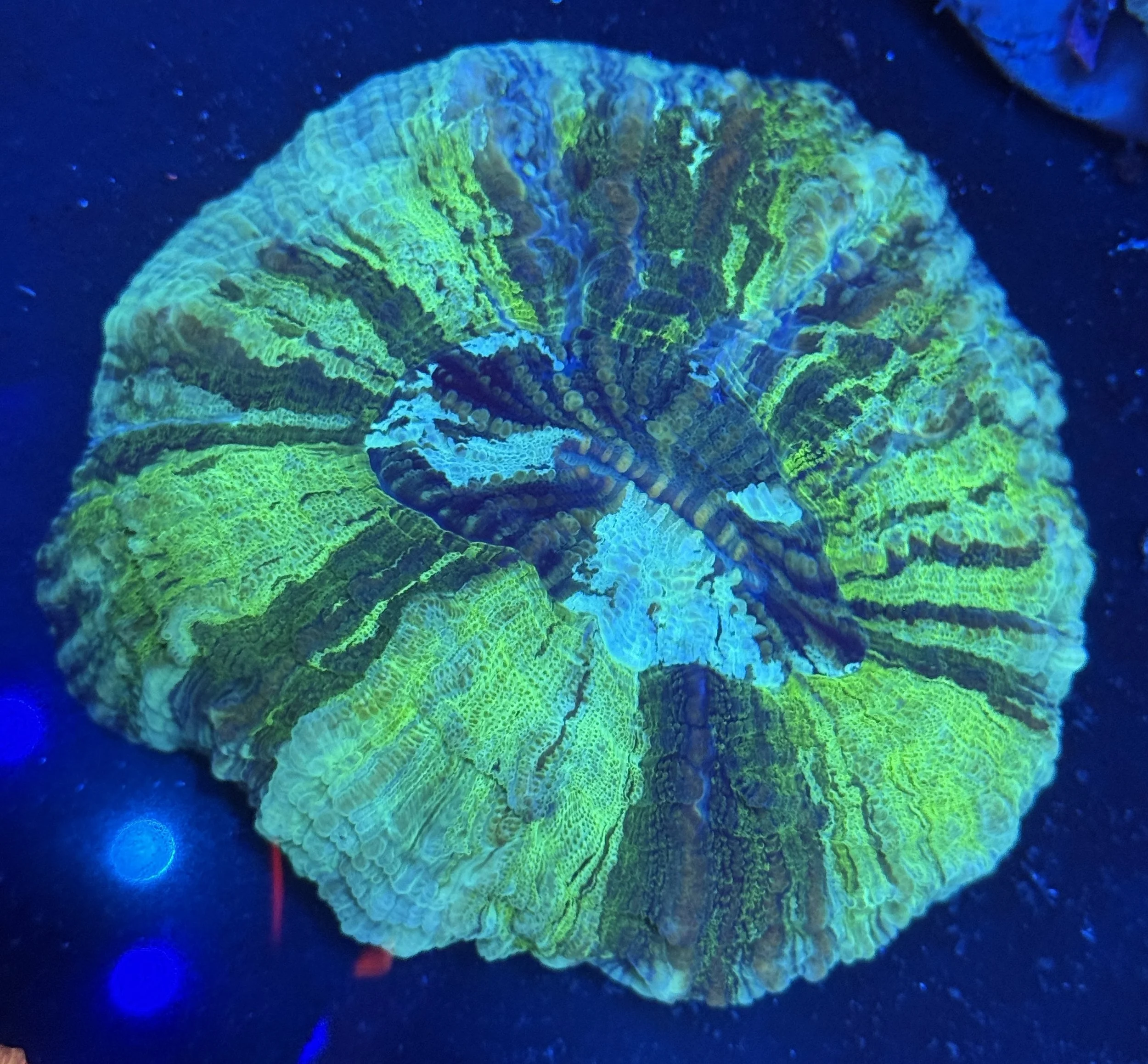 Mint Swirl Acanthophyllia L $160.jpg